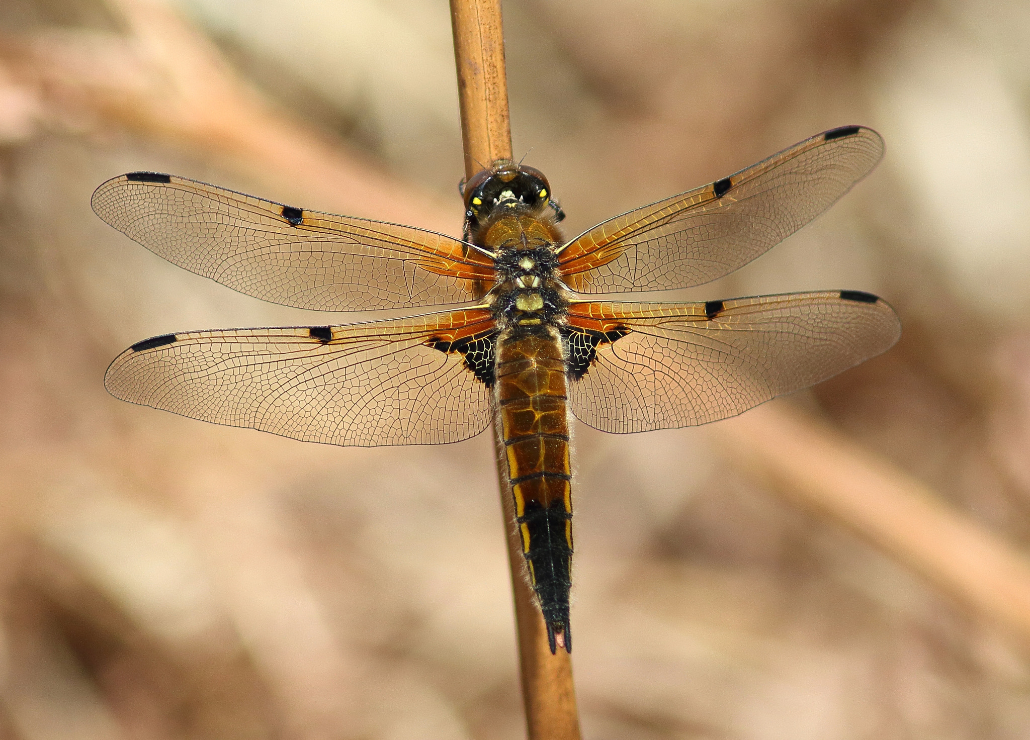 Canon EF 300mm F4L IS USM sample photo. Four-spotted chaser photography