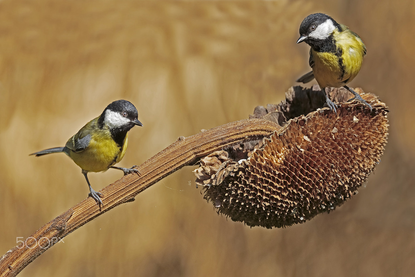 Sigma 150-600mm F5-6.3 DG OS HSM | C sample photo. Cinciallegra photography