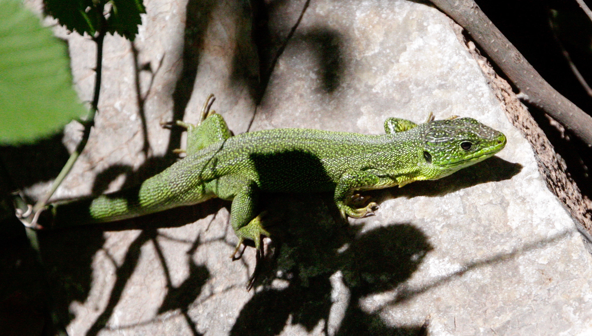 Canon EOS 450D (EOS Rebel XSi / EOS Kiss X2) sample photo. Green lizard photography