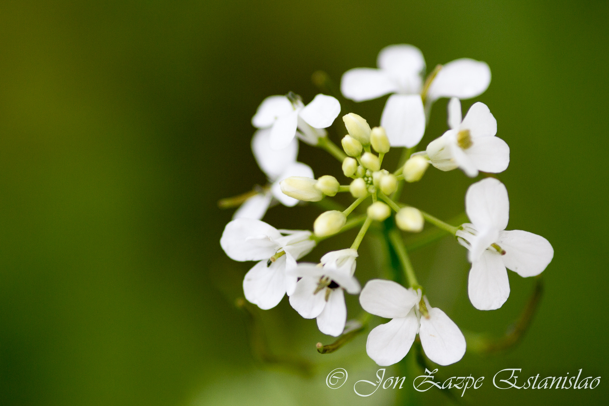 Canon EOS 7D + Sigma 105mm F2.8 EX DG Macro sample photo. Flower power photography