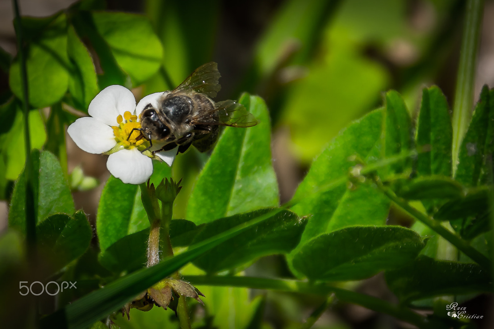 Sigma 28-300mm F3.5-6.3 DG Macro sample photo. Bee photography