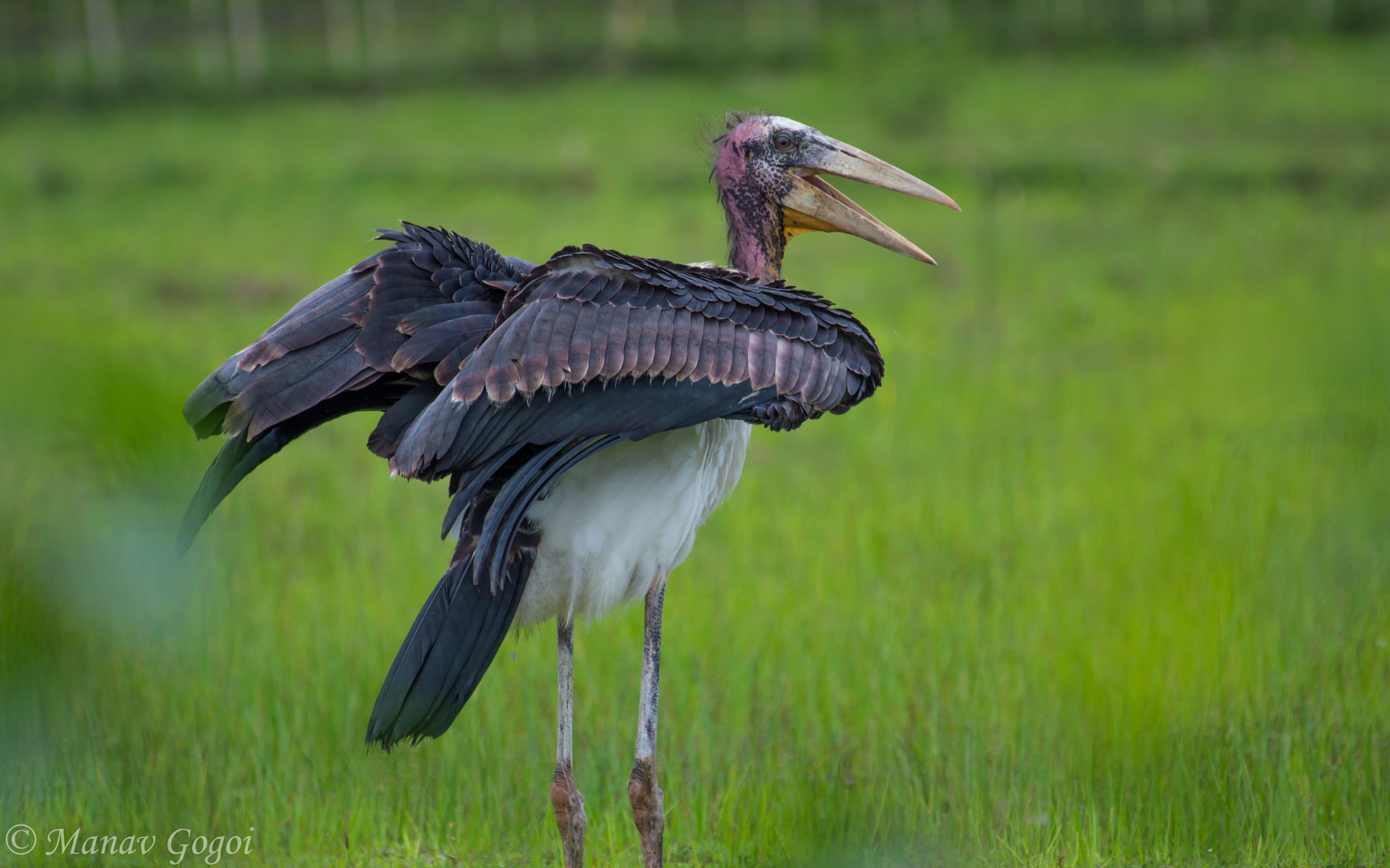 Nikon AF-S Nikkor 200-500mm F5.6E ED VR sample photo. Greater adjutant stork photography