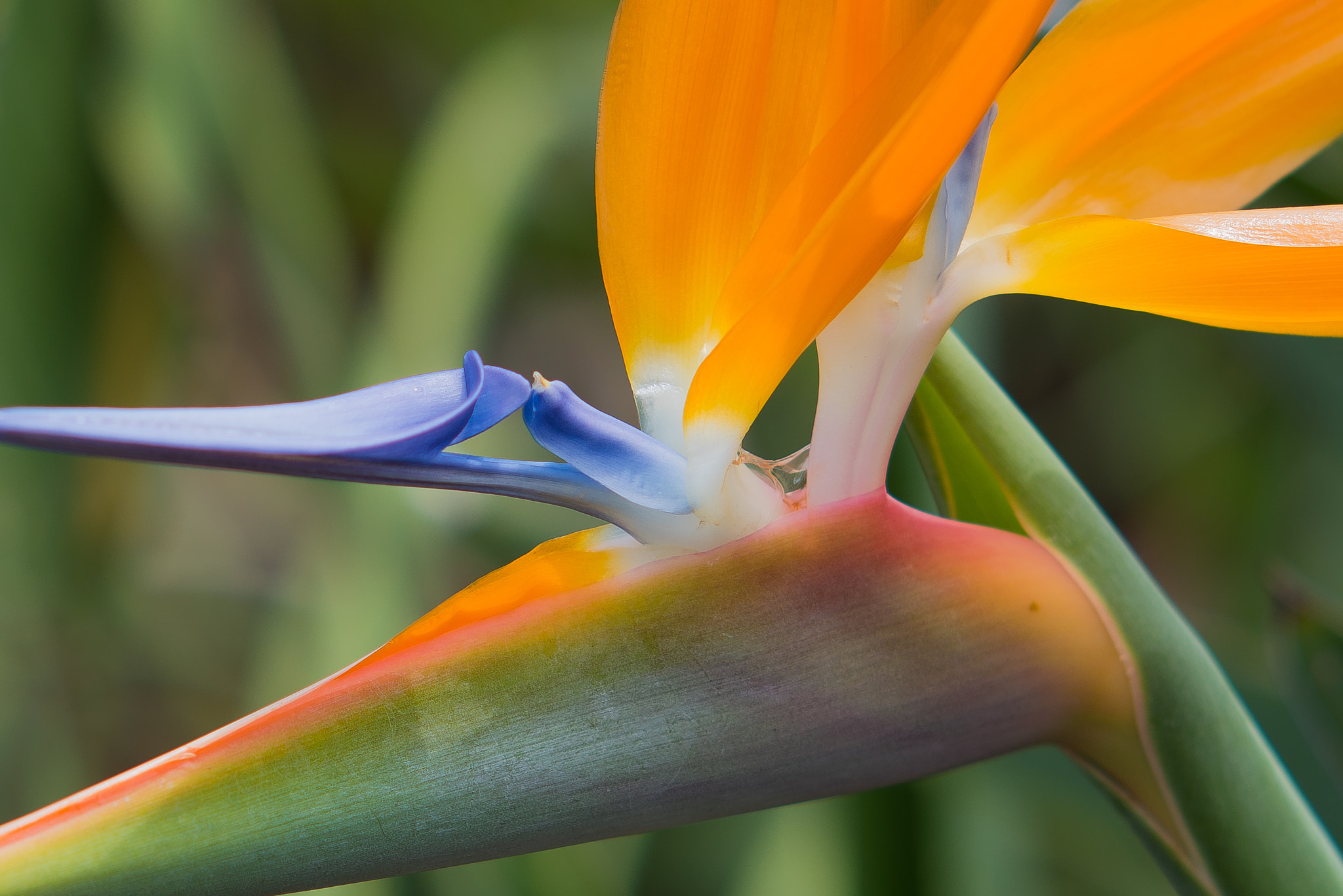 Nikon D810 + AF DC-Nikkor 135mm f/2D sample photo. Bird of paradise a photography