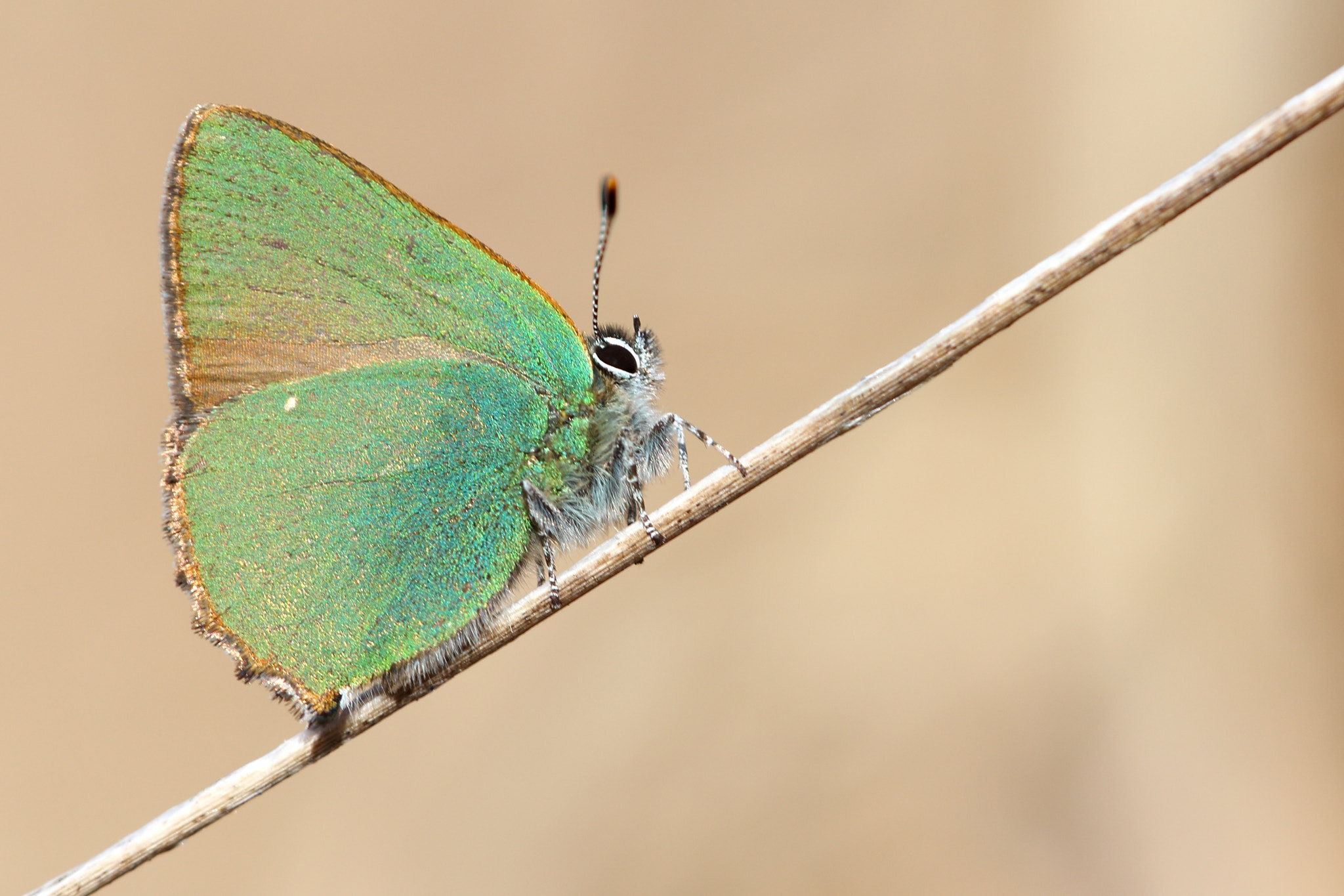 Sigma APO Macro 150mm f/2.8 EX DG HSM sample photo. Grüner zipfelfalter photography