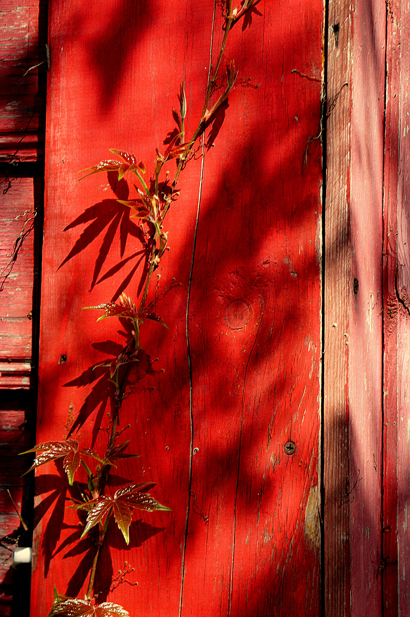 Sony Alpha NEX-C3 sample photo. Etude in red tones photography