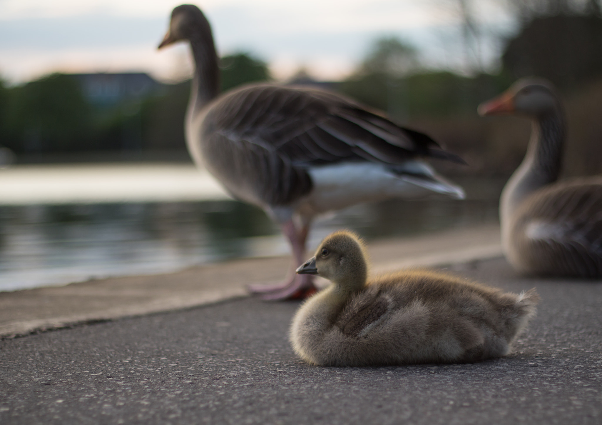 Canon EOS 760D (EOS Rebel T6s / EOS 8000D) + Canon EF 50mm F1.8 II sample photo. One little gosling photography