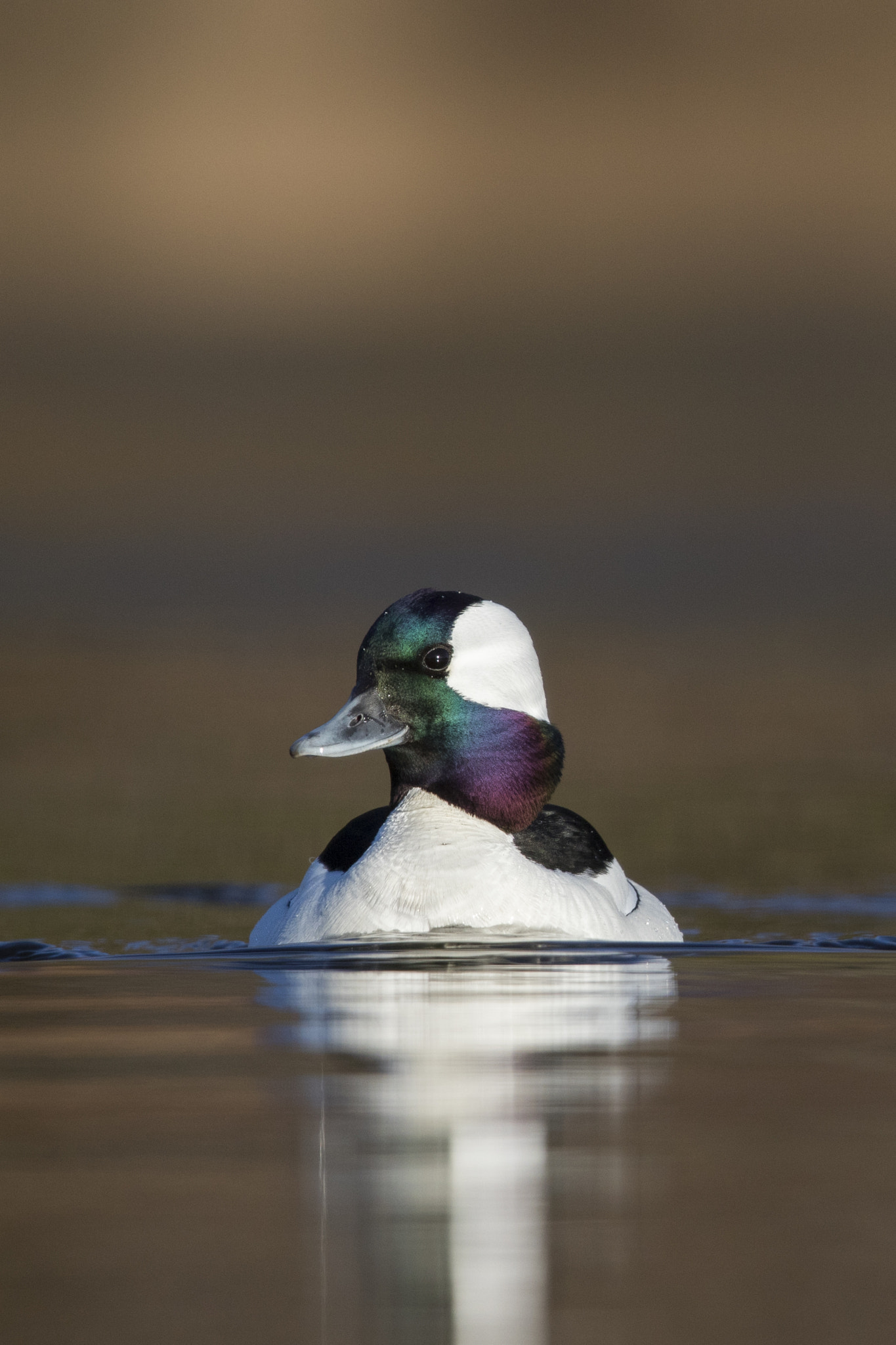 Canon EOS 7D Mark II + Canon EF 600mm F4L IS II USM sample photo. Bufflehead / petit garrot photography