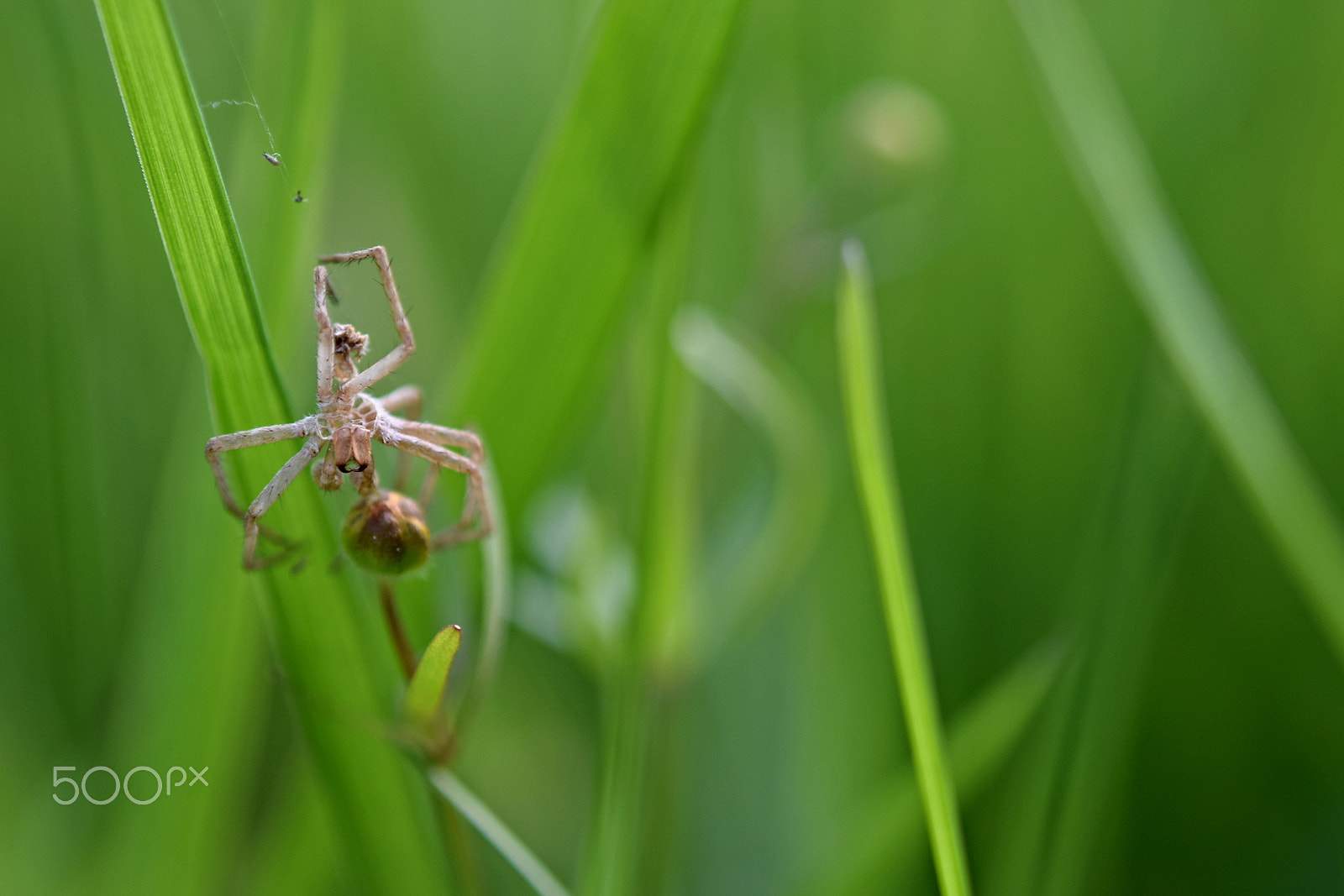 Nikon AF-S Micro-Nikkor 60mm F2.8G ED sample photo. Spider skeleton photography