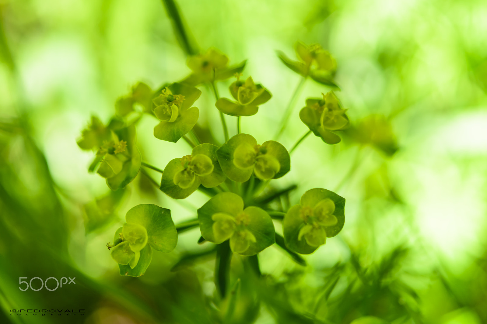 Nikon AF-S Micro-Nikkor 60mm F2.8G ED sample photo. Fleurs photography