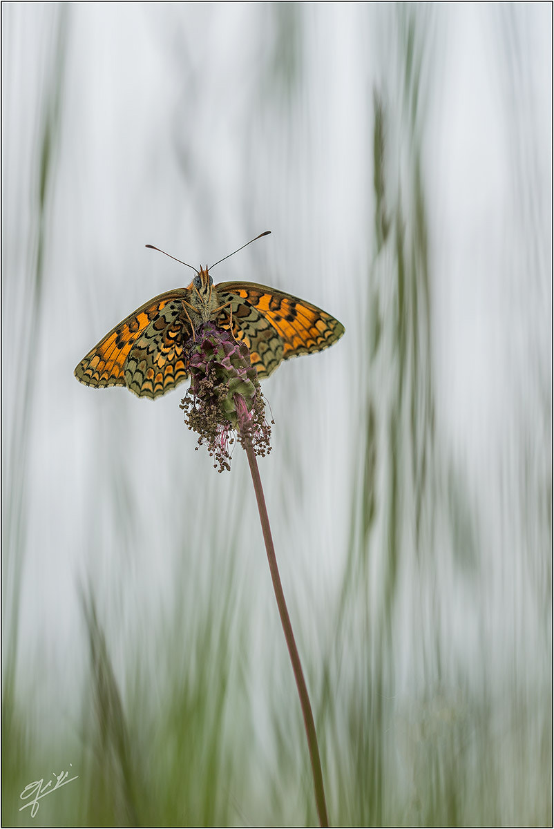 Sigma 150mm F2.8 EX DG OS Macro HSM sample photo. Melitaea photography