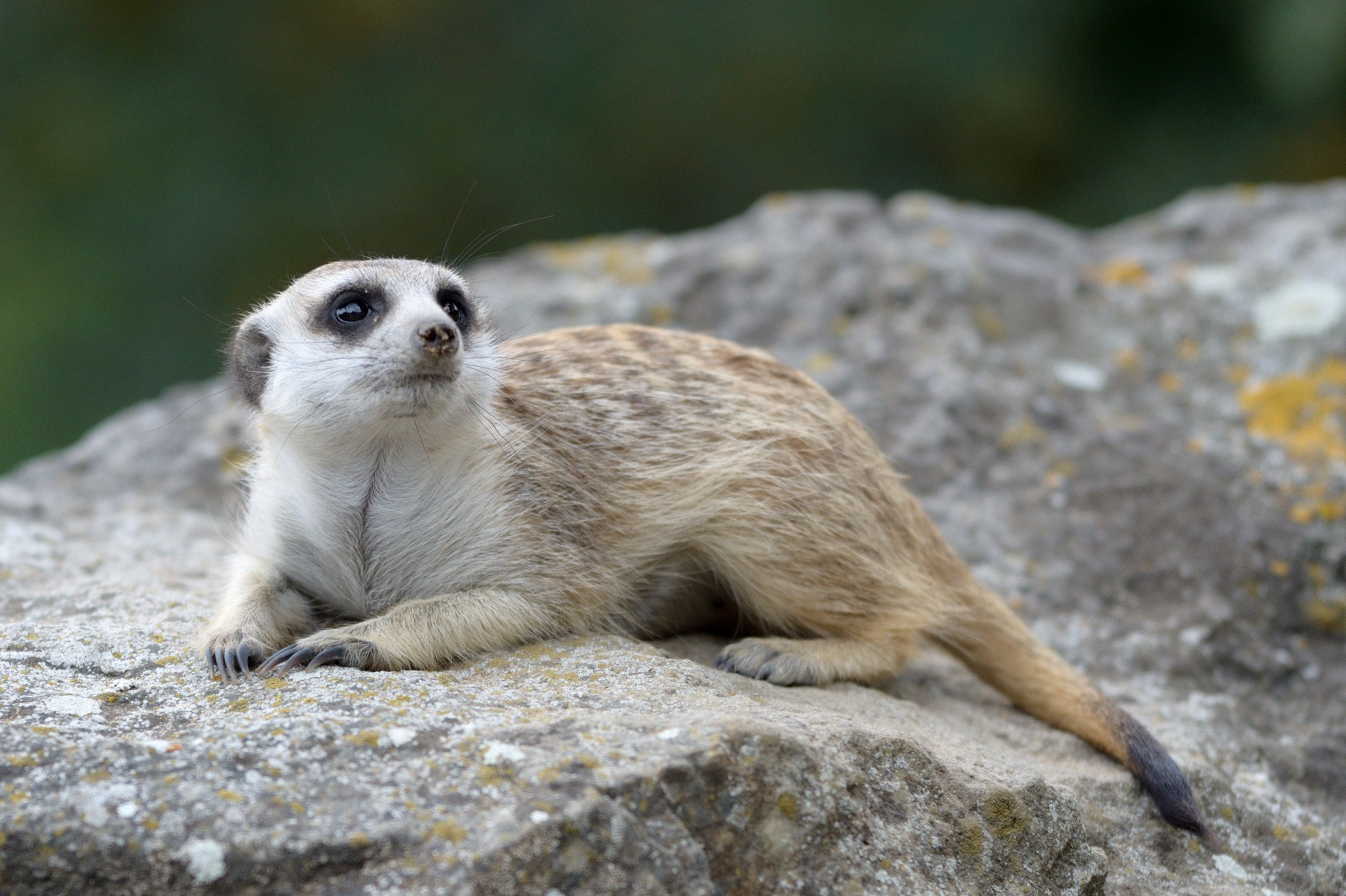 Sigma 70-200mm F2.8 EX DG OS HSM sample photo. Meerkat photography