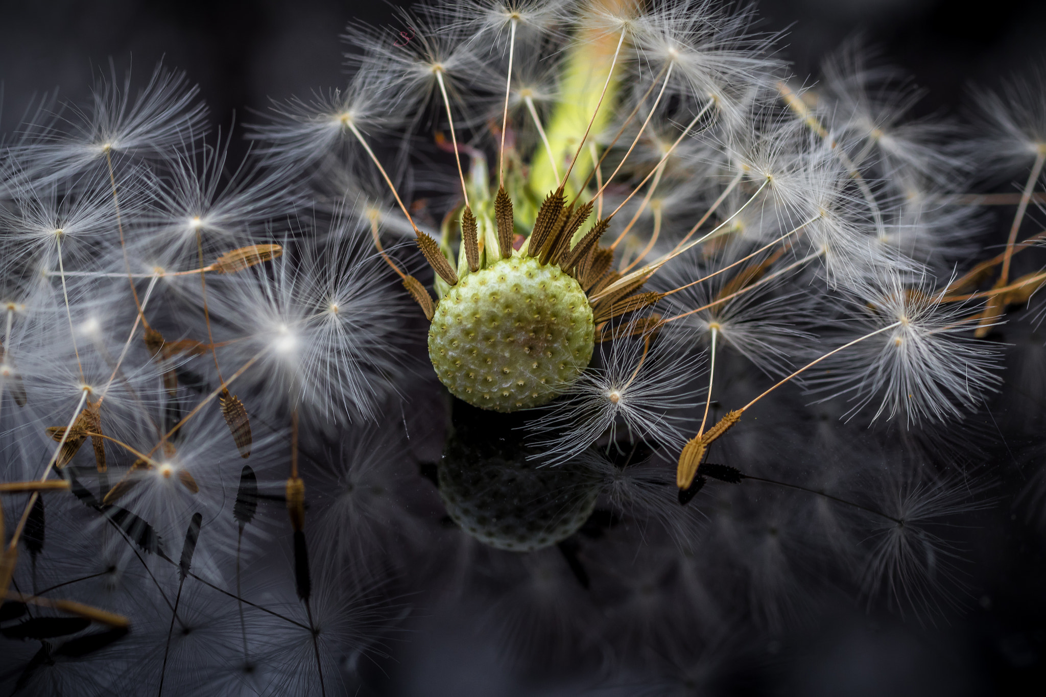 Canon EF 50mm F2.5 Macro sample photo. Blown away photography