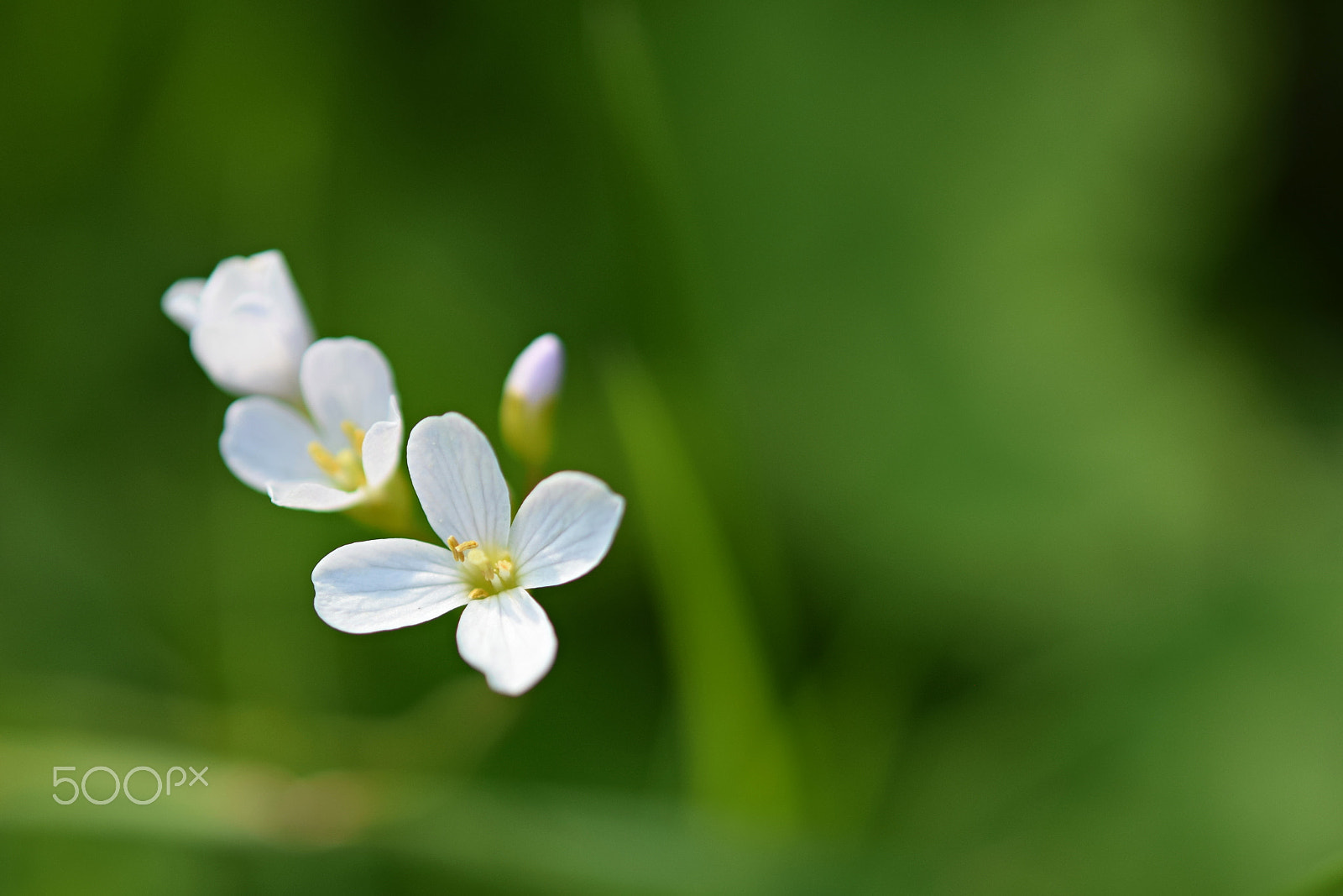Nikon AF-S Micro-Nikkor 60mm F2.8G ED sample photo. White flowers photography