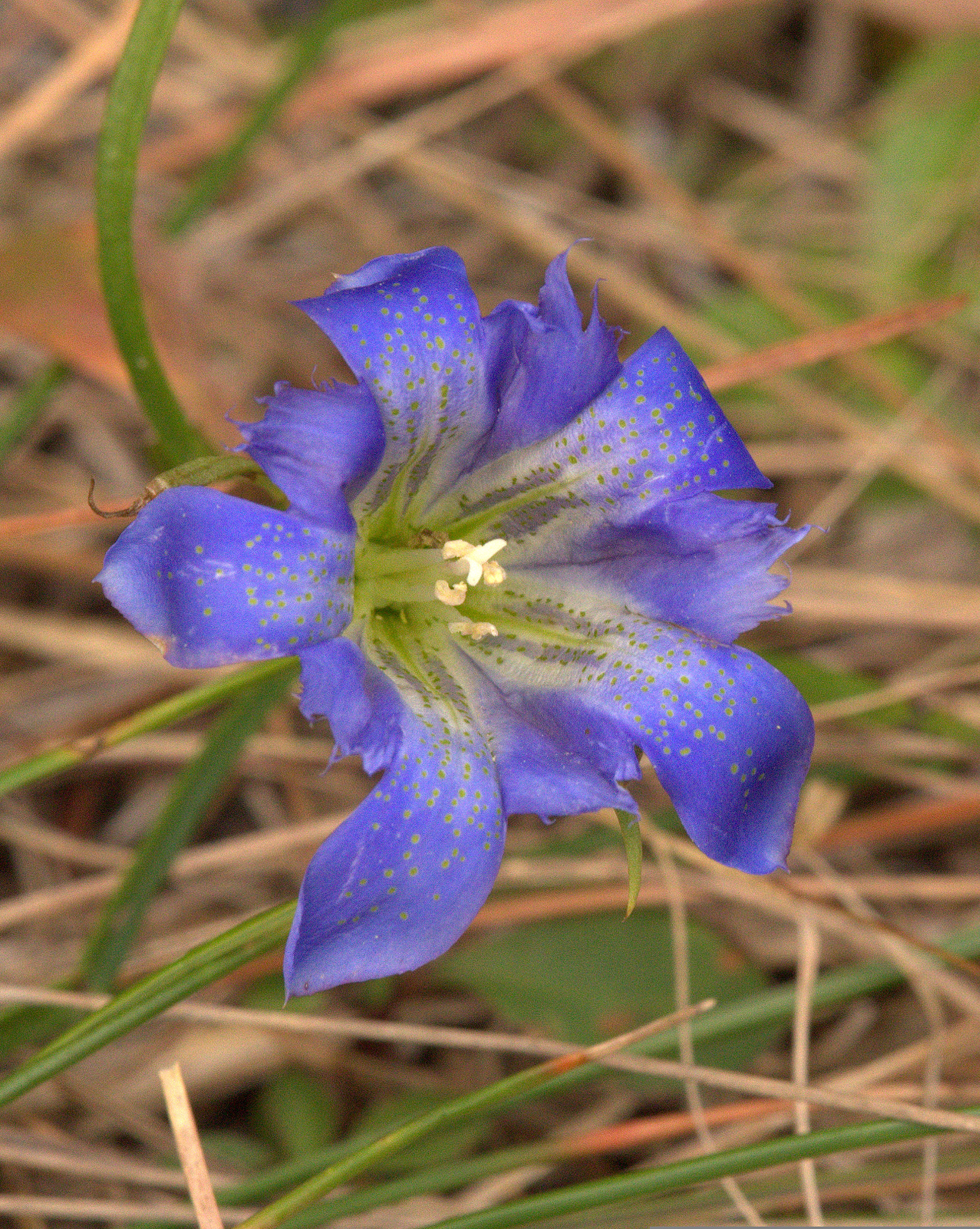 Tamron SP AF 180mm F3.5 Di LD (IF) Macro sample photo. Pine barrens gentian photography