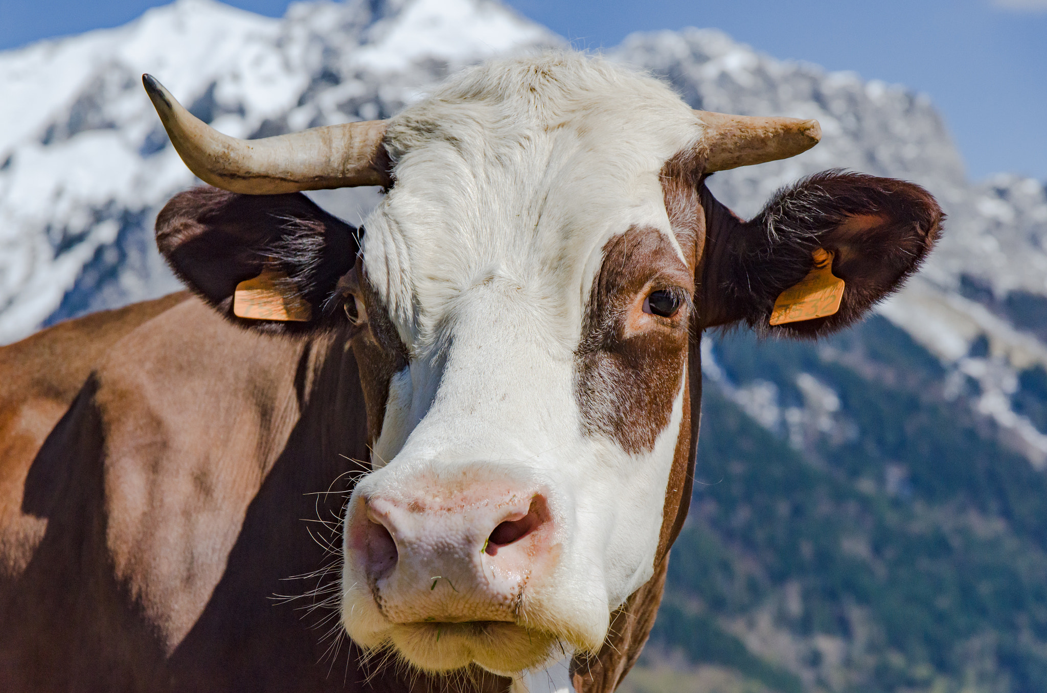 Nikon D7000 + Sigma 17-70mm F2.8-4 DC Macro OS HSM | C sample photo. Vache, col de la forclaz photography