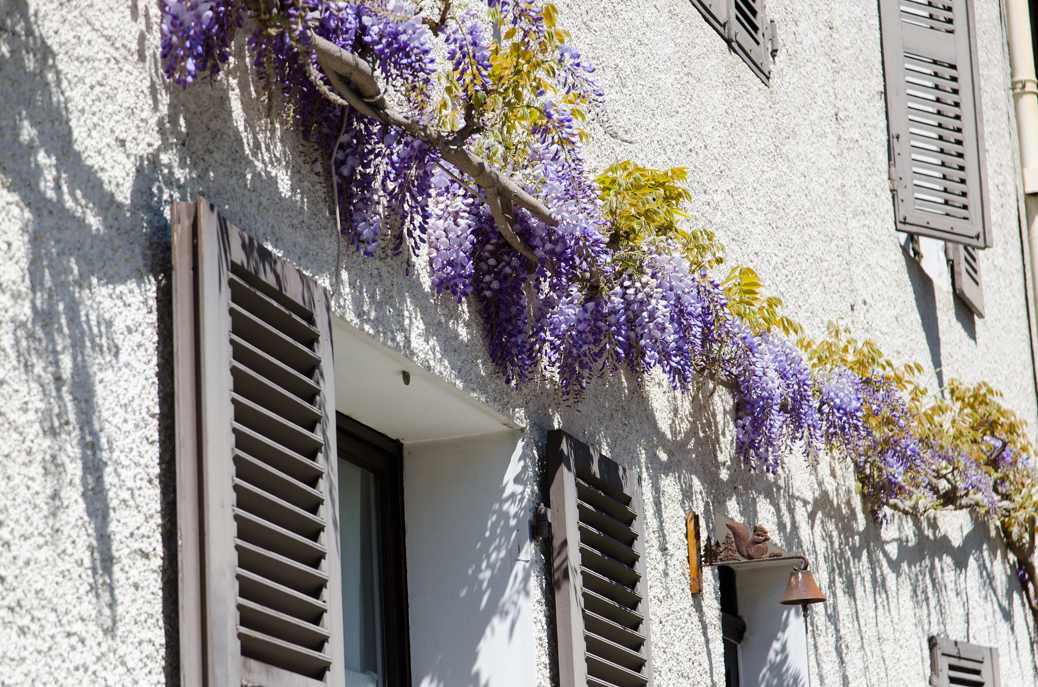 Nikon D7000 + Sigma 17-70mm F2.8-4 DC Macro OS HSM | C sample photo. Glycine, talloires photography