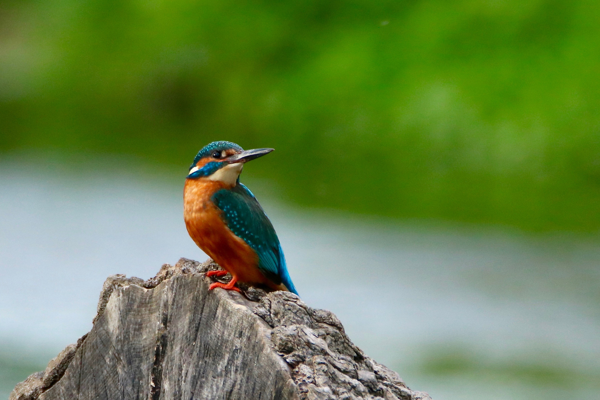 Tamron SP 150-600mm F5-6.3 Di VC USD sample photo. Evening kingfisher photography