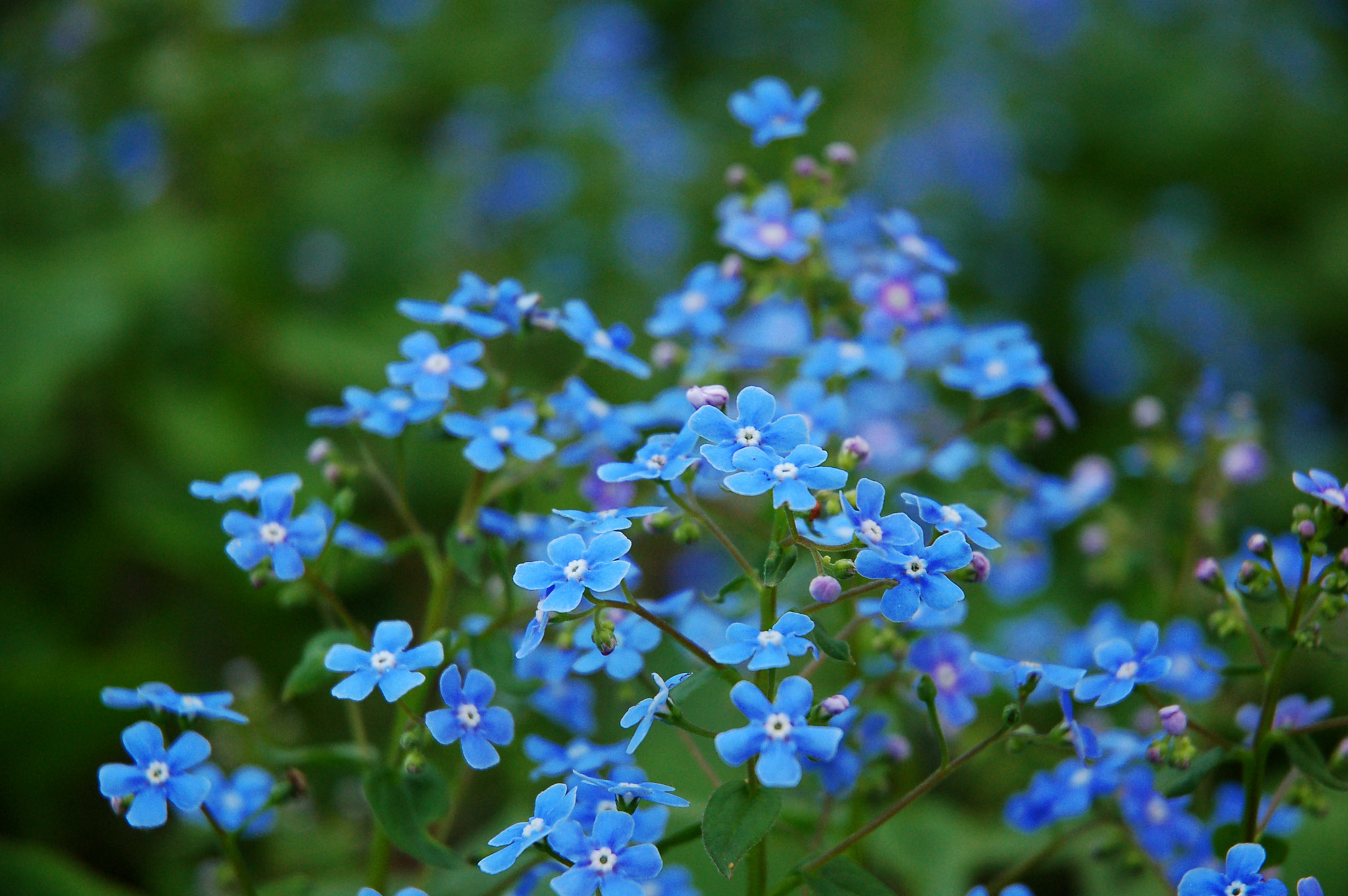 Nikon D50 sample photo. Blue photography