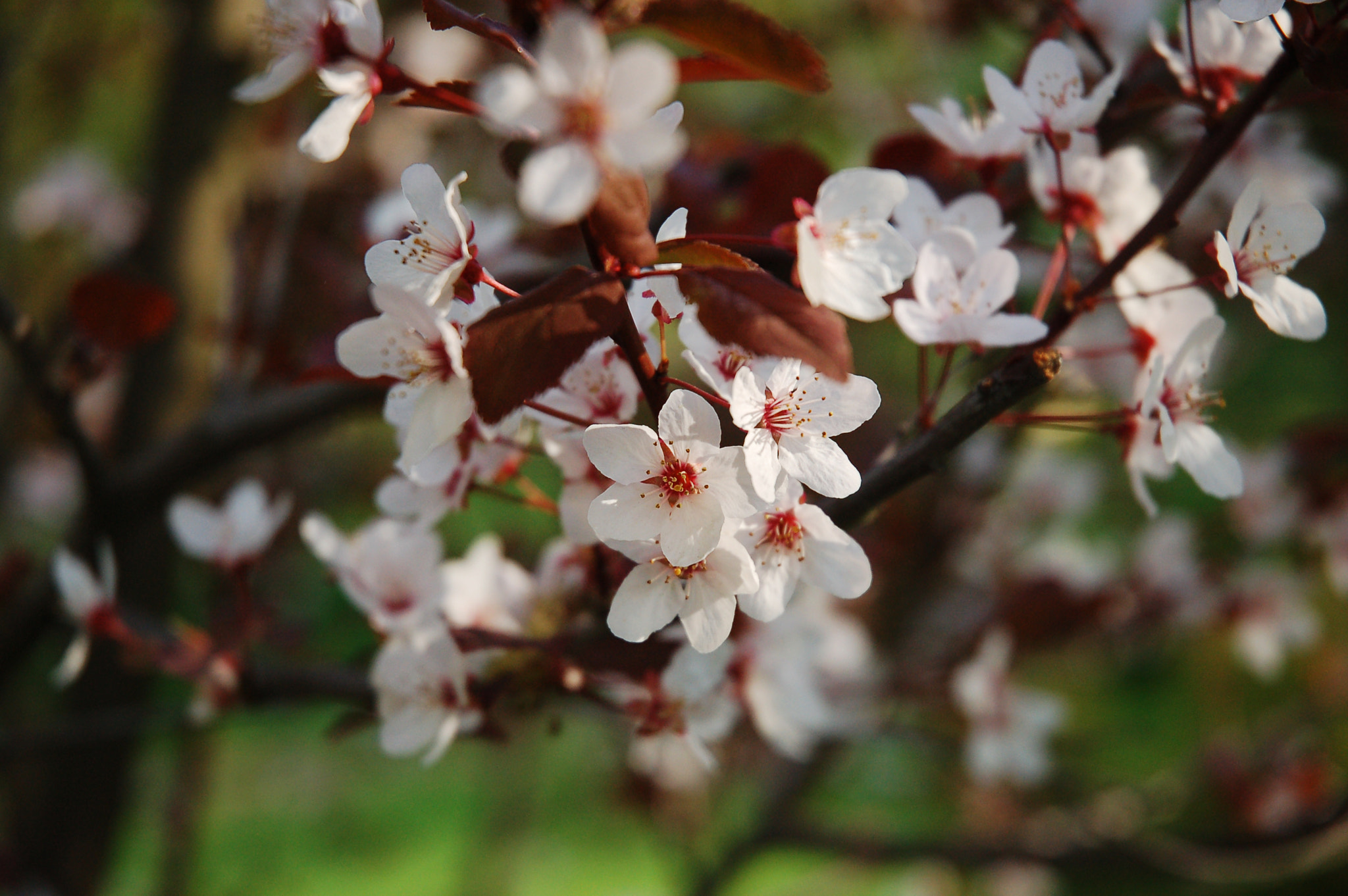 Nikon D50 sample photo. May photography