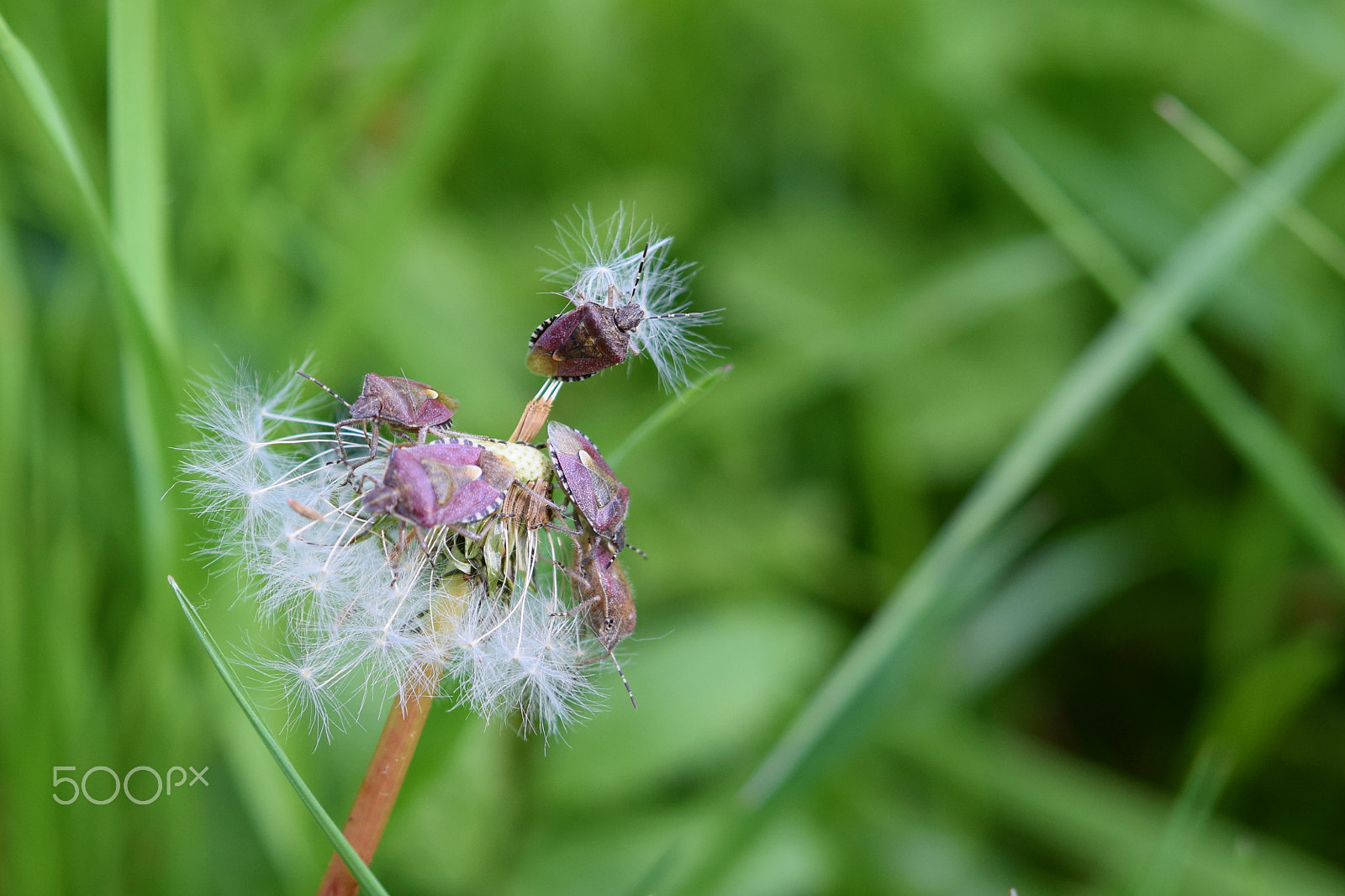 Nikon AF-S Micro-Nikkor 60mm F2.8G ED sample photo. Party photography
