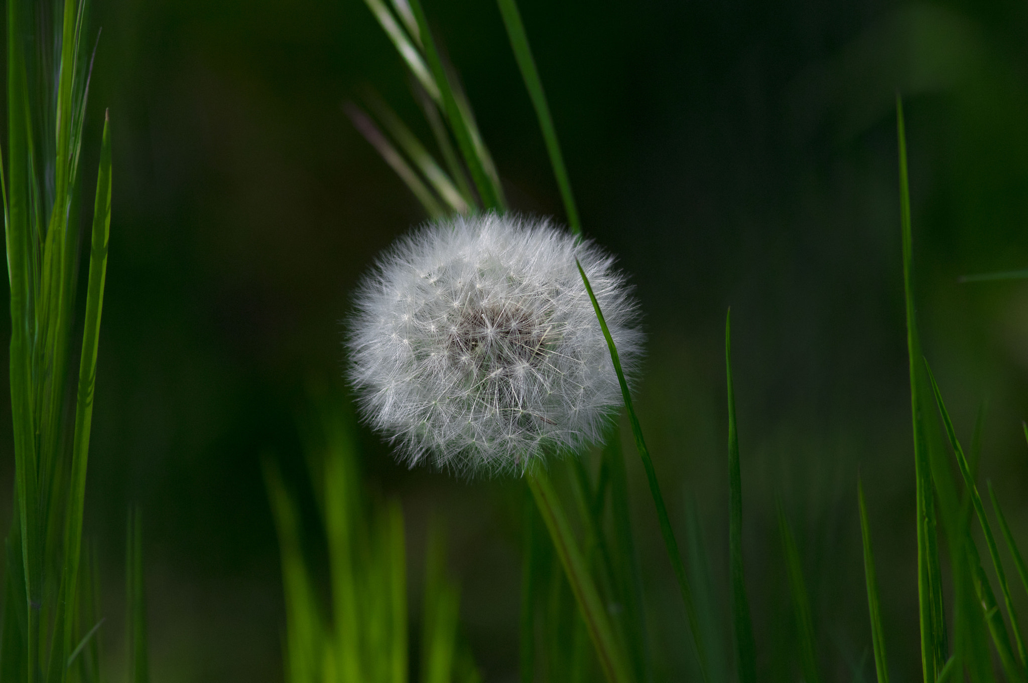 Pentax K-3 II + Pentax smc DA* 200mm F2.8 ED (IF) SDM sample photo. Taraxacum photography