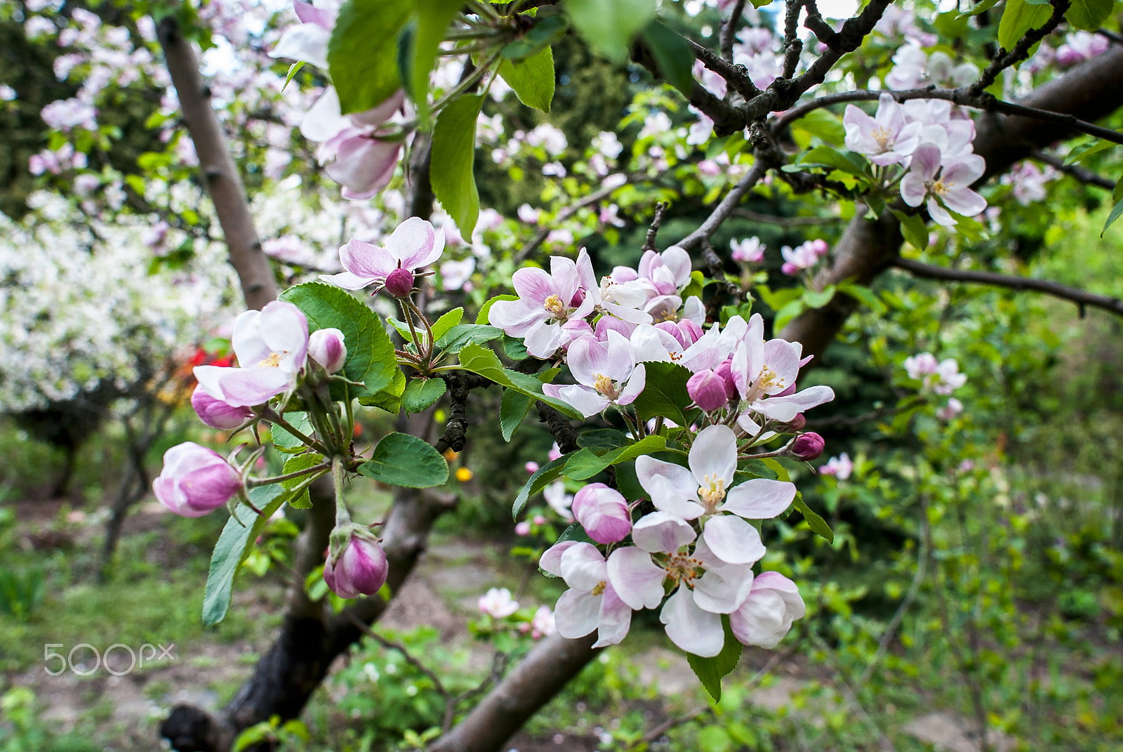 Nikon D80 + Nikon AF Nikkor 20mm F2.8D sample photo. Apple bloom photography