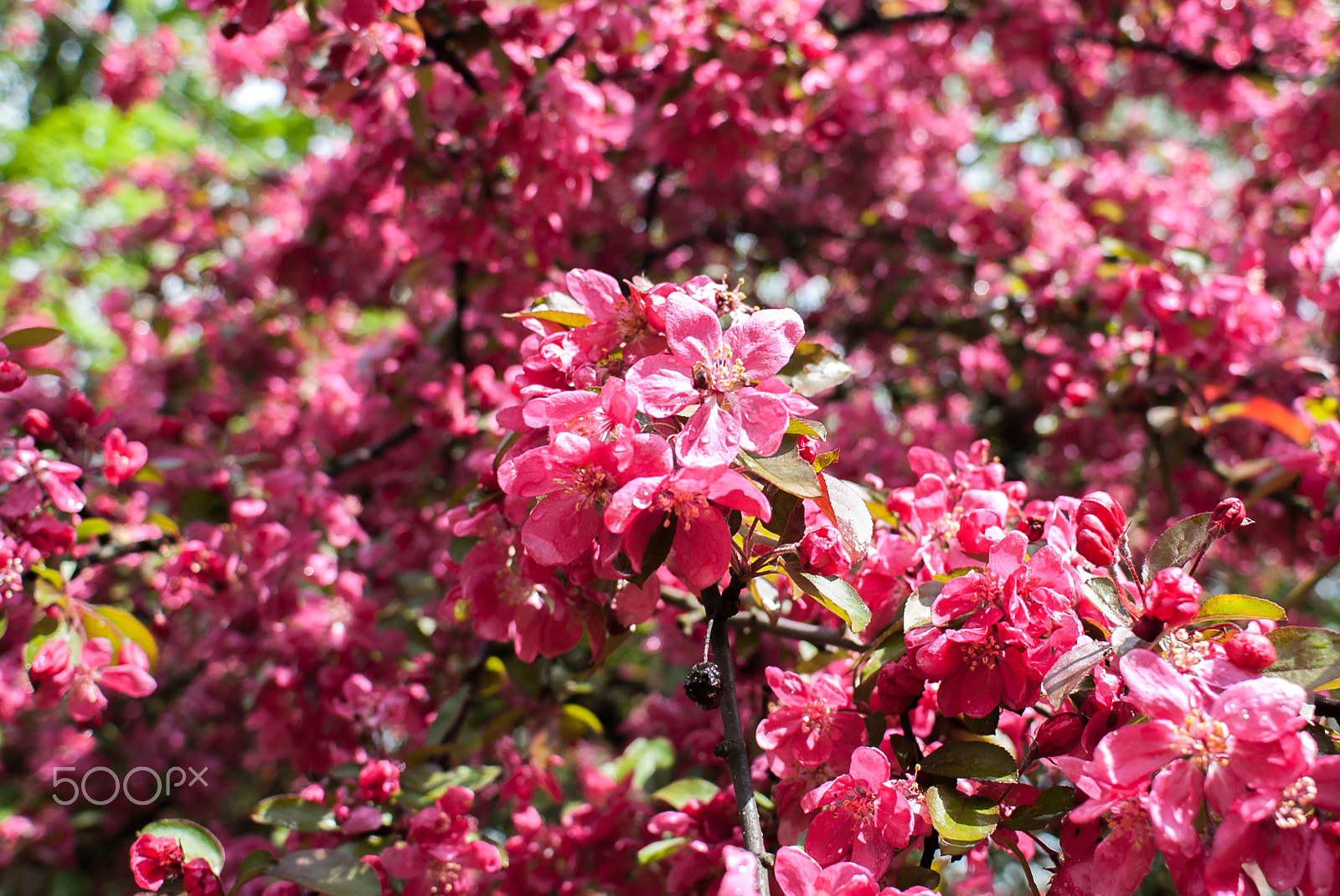 Nikon D80 + Nikon AF Nikkor 20mm F2.8D sample photo. Flowers after the storm photography