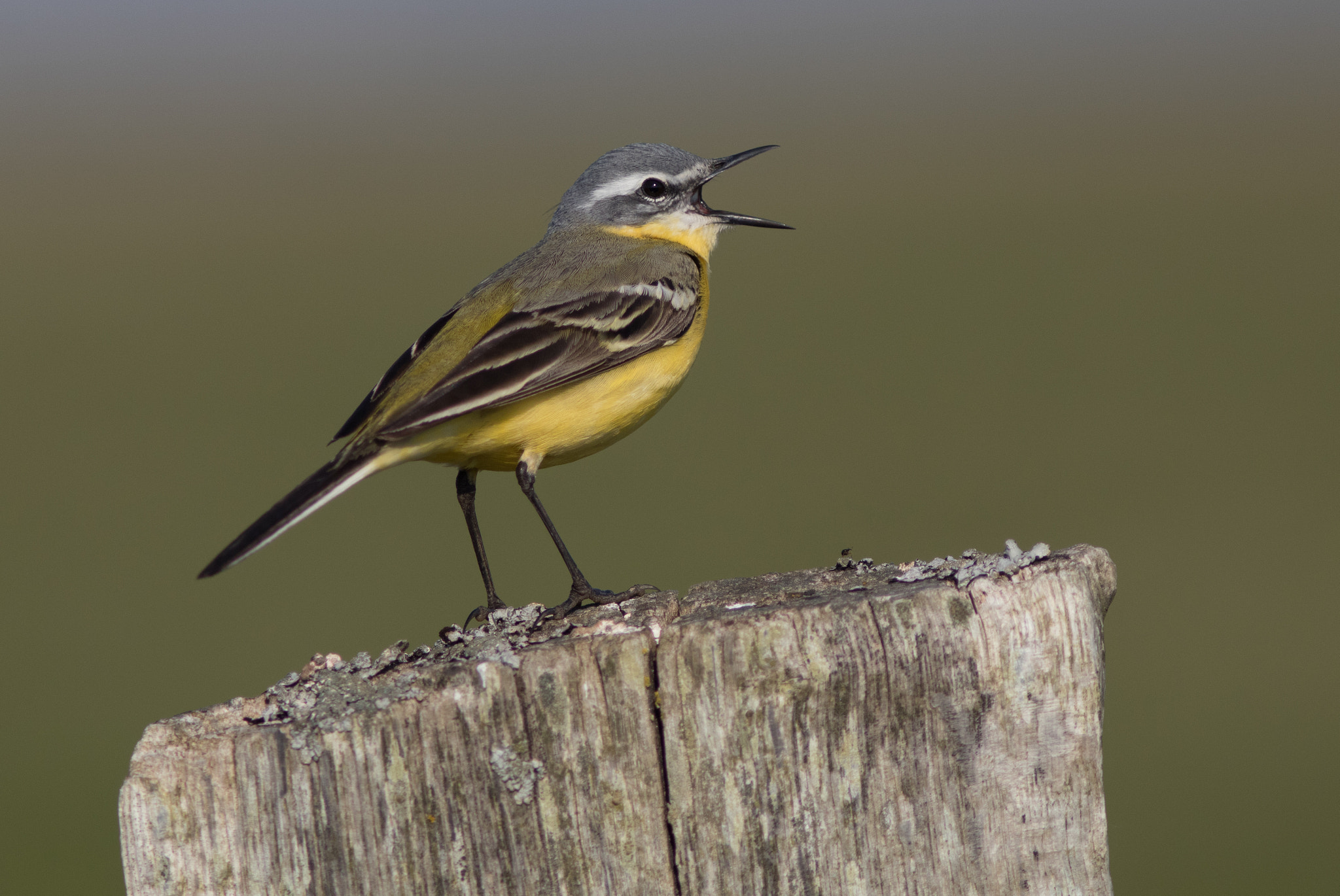Canon EOS 80D + Canon EF 300mm F4L IS USM sample photo. Gul vipstjert - schafstelze - yellow wagtail photography