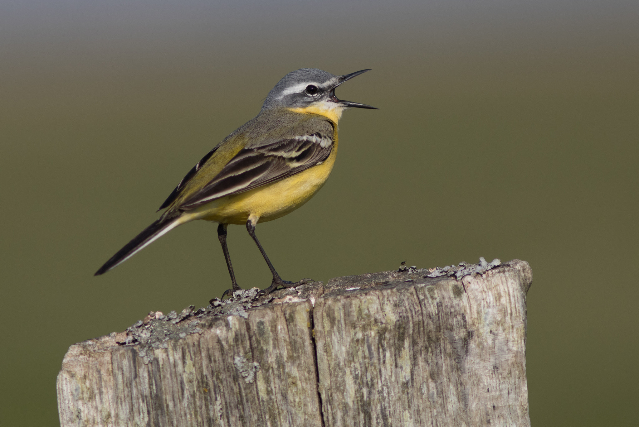 Canon EF 300mm F4L IS USM sample photo. Gul vipstjert - schafstelze - yellow wagtail photography