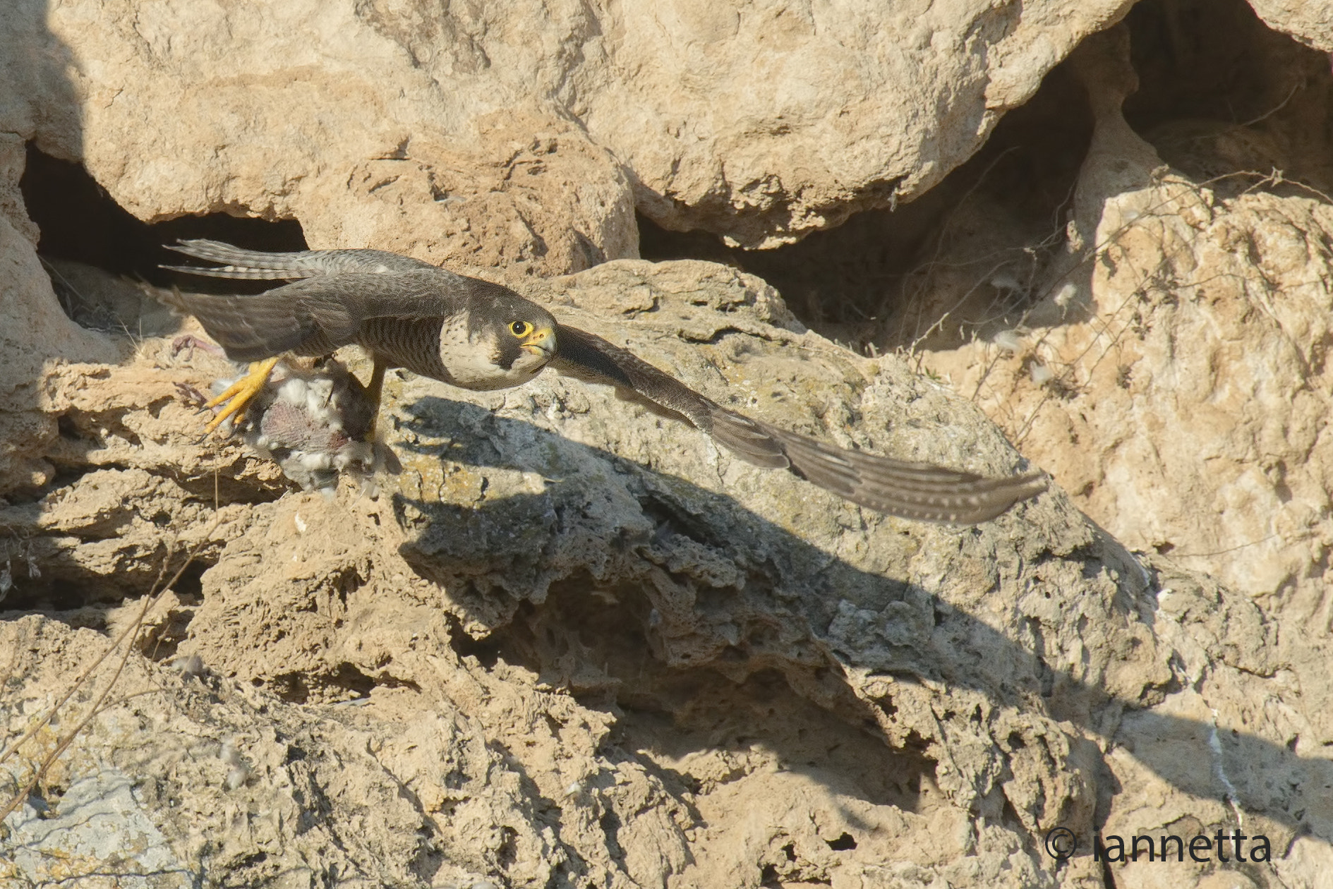 Nikon AF-S Nikkor 400mm F2.8G ED VR II sample photo. Falco pellegrino con preda photography