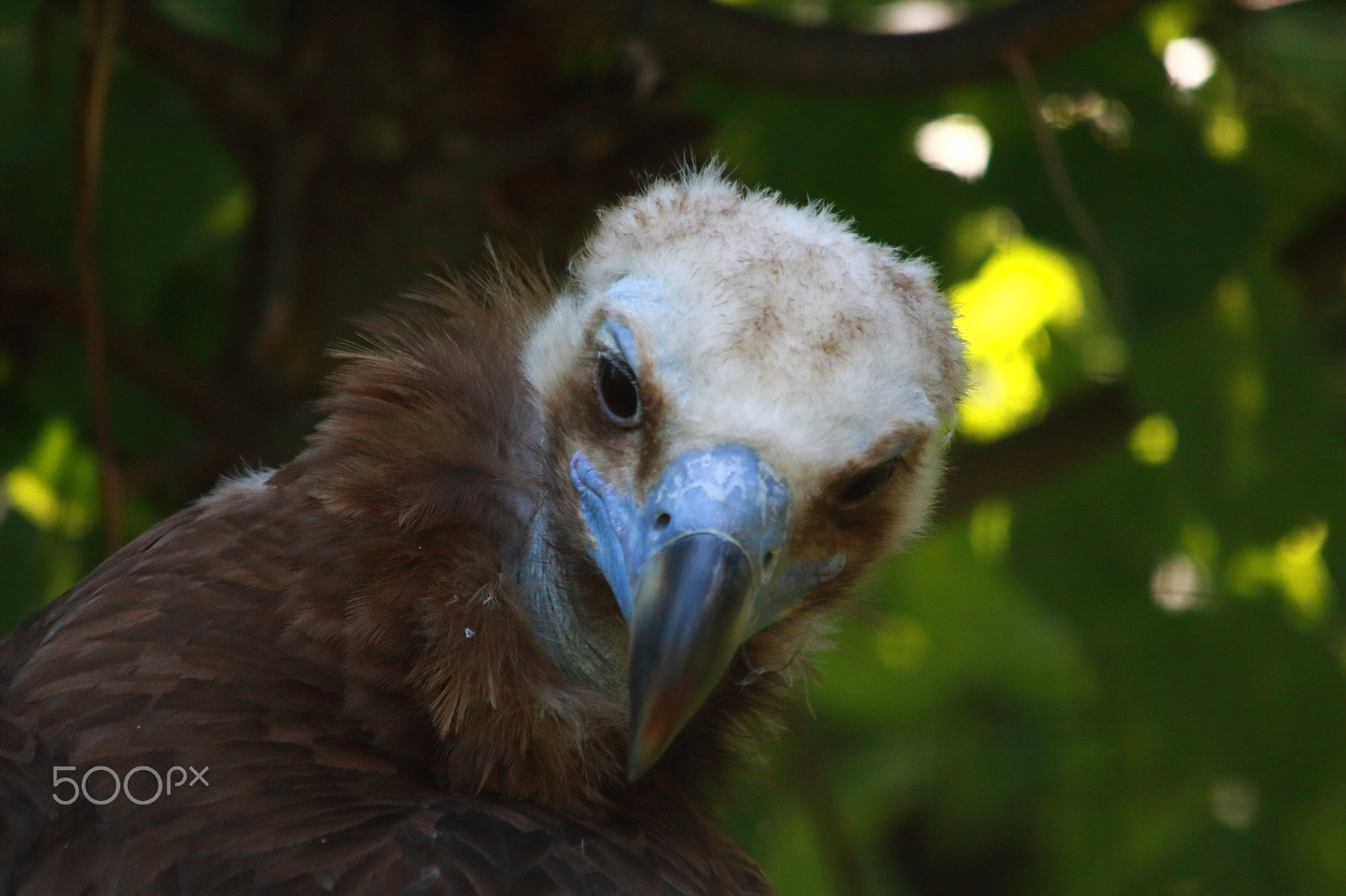 Sigma 150-500mm F5-6.3 DG OS HSM sample photo. ** photography