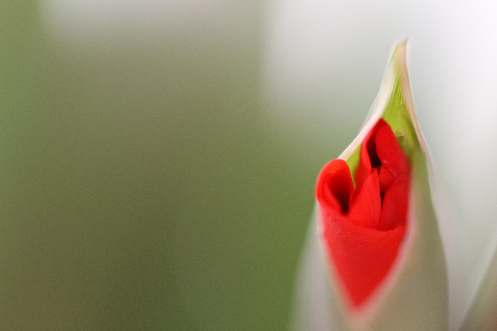 Sigma 105mm F2.8 EX DG OS HSM sample photo. Flower photography