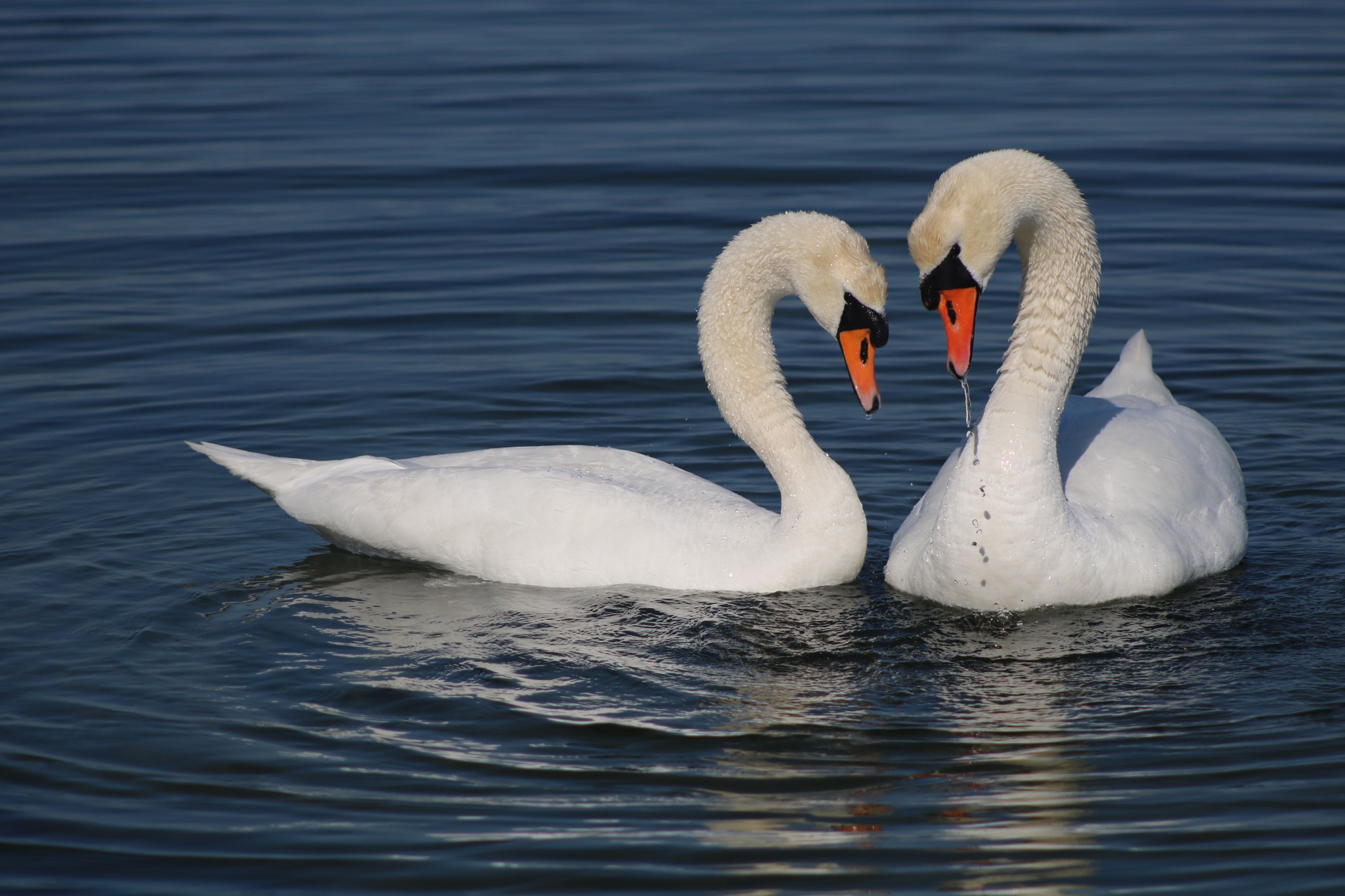 Canon EOS 760D (EOS Rebel T6s / EOS 8000D) + EF75-300mm f/4-5.6 sample photo. Swans photography