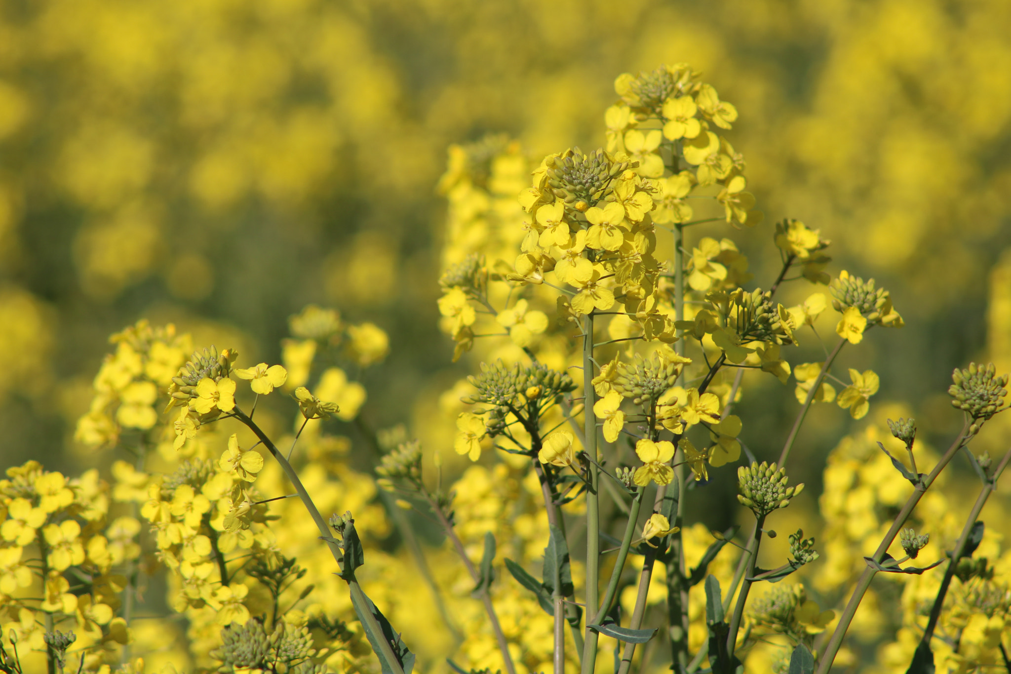 Canon EOS 760D (EOS Rebel T6s / EOS 8000D) + EF75-300mm f/4-5.6 sample photo. Rapeseed photography