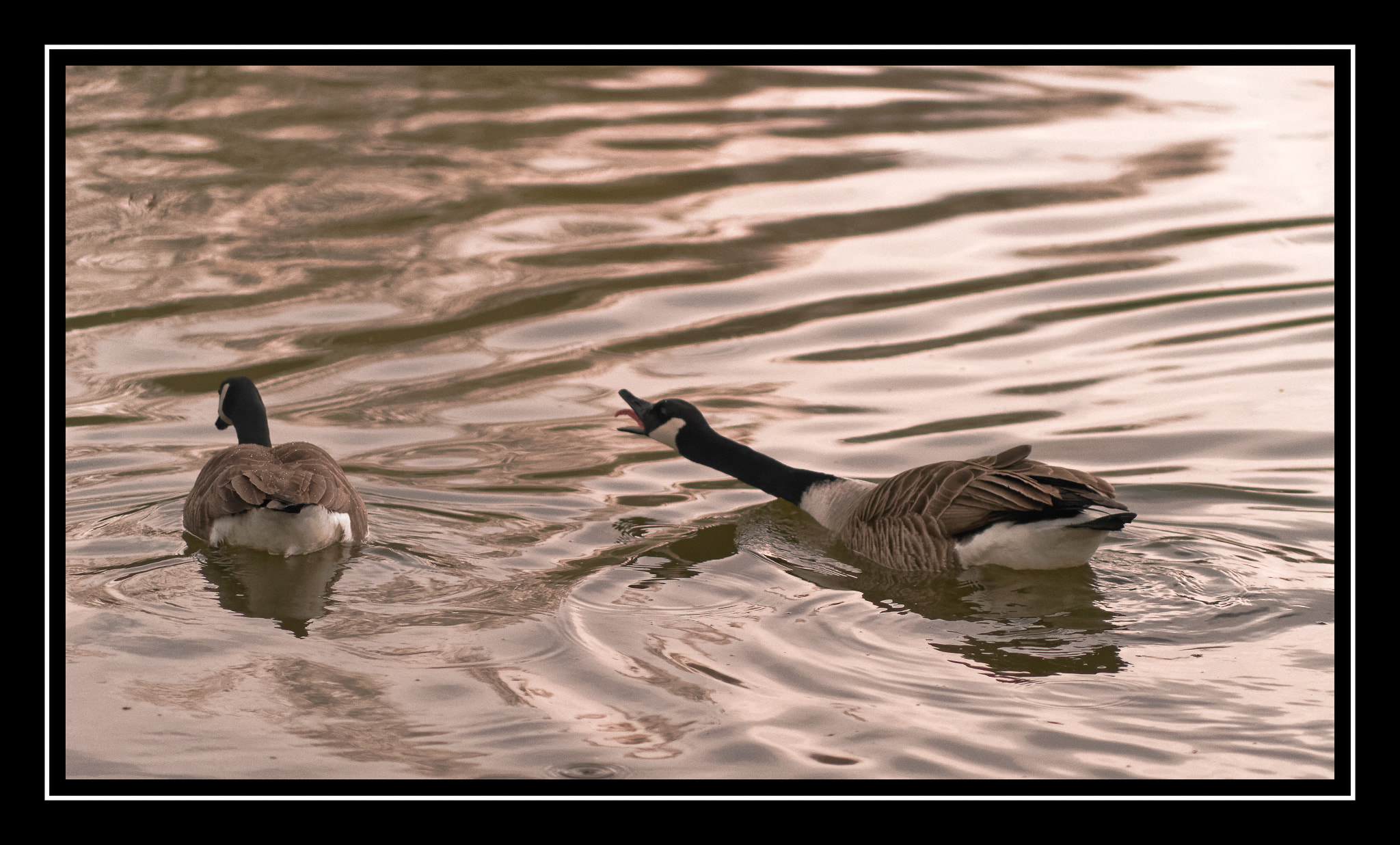 Sony a7 + Minolta AF 70-210mm F4 Macro sample photo. Stop ignoring me! photography