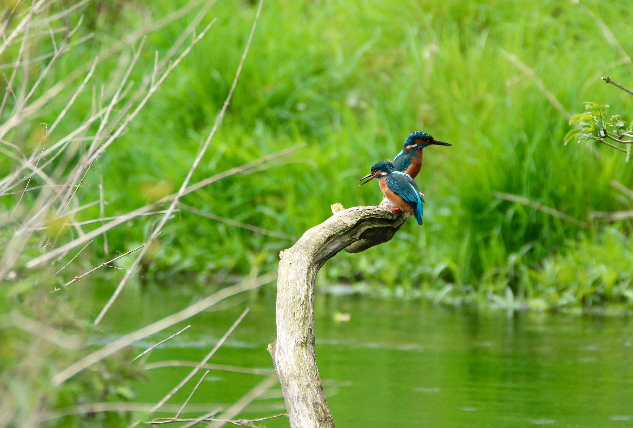 Tamron SP 150-600mm F5-6.3 Di VC USD sample photo. Kingfisher love photography