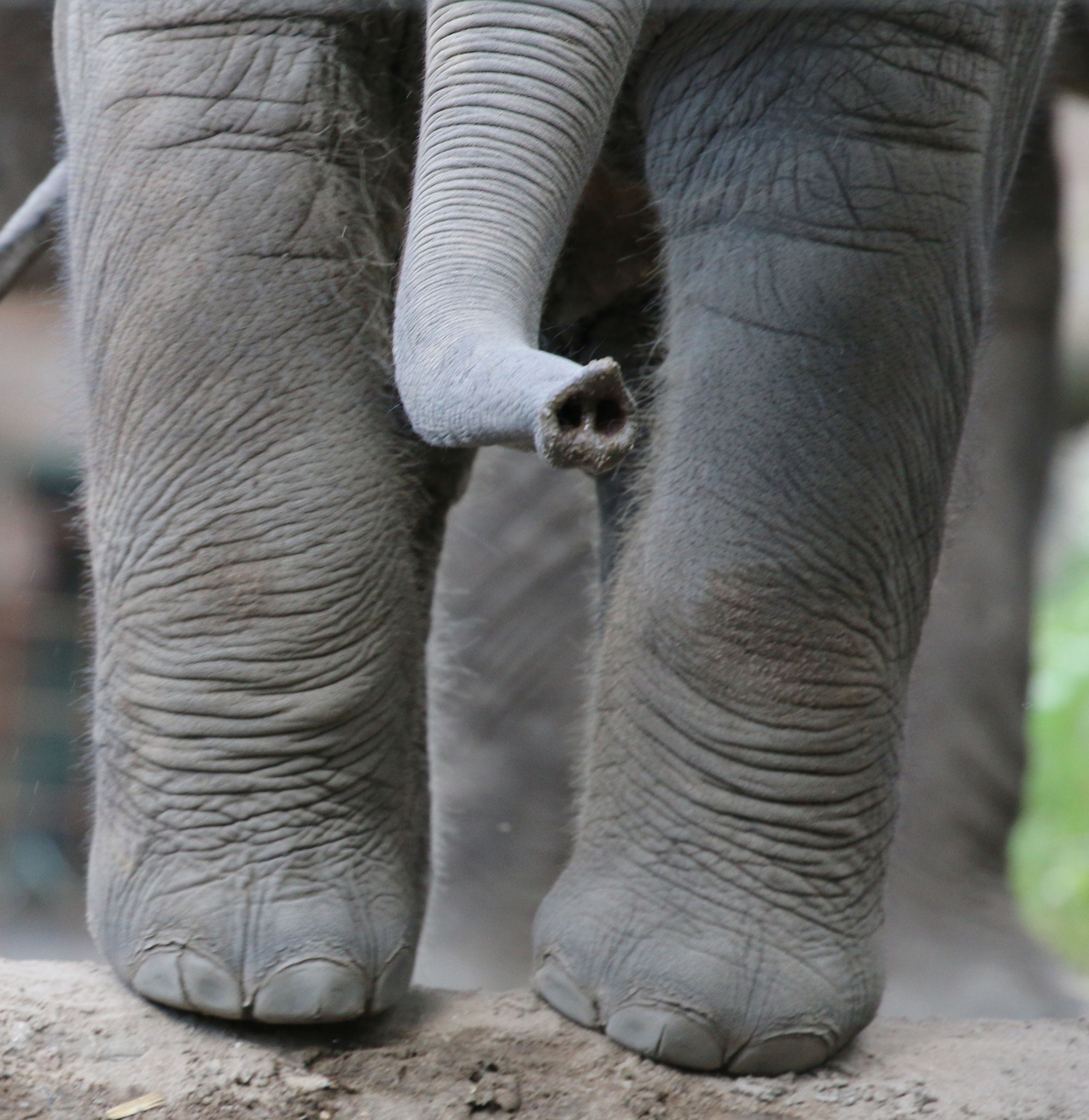 Canon EF 100-400mm F4.5-5.6L IS II USM sample photo. Elephant proboscis photography