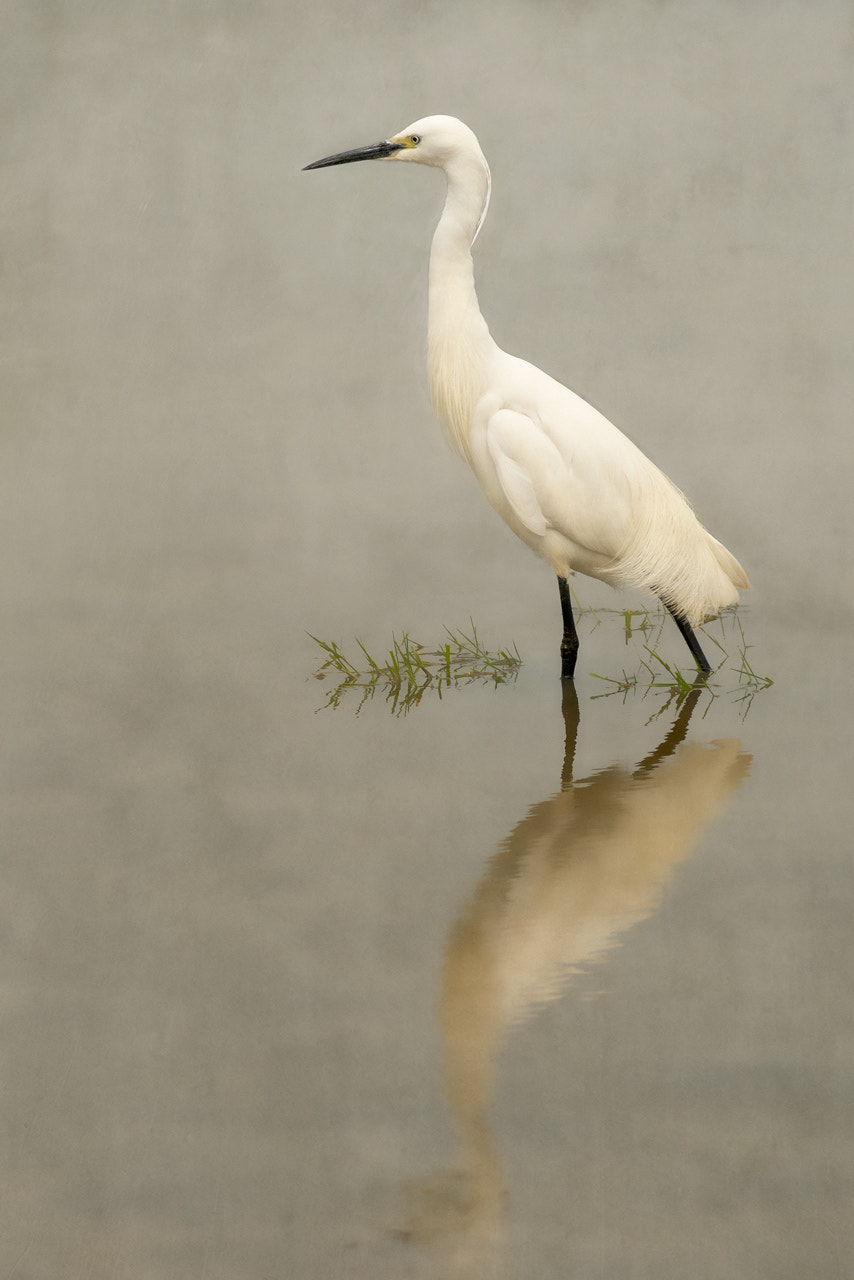 Nikon D800 + AF Nikkor 300mm f/4 IF-ED sample photo. Elegance of the egret photography