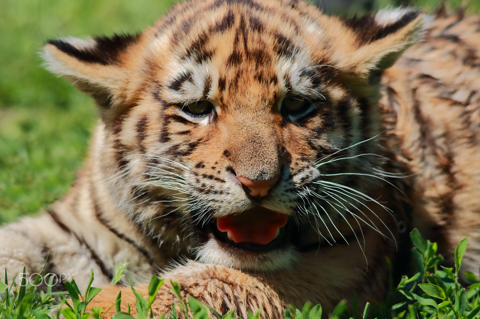 Sigma 150-500mm F5-6.3 DG OS HSM sample photo. Baby tiger photography