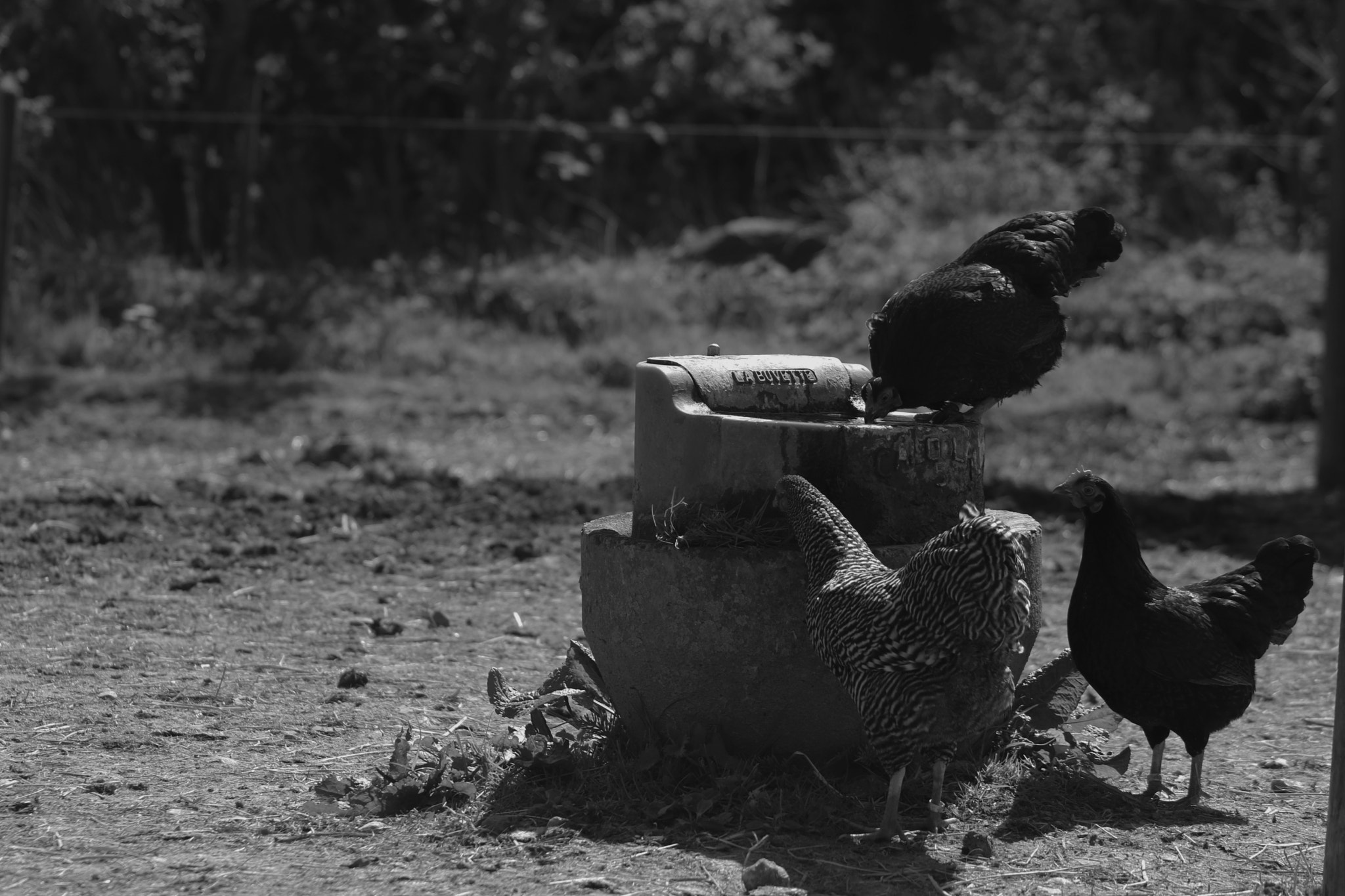 Canon EOS 760D (EOS Rebel T6s / EOS 8000D) + EF75-300mm f/4-5.6 sample photo. Thirsty hen photography