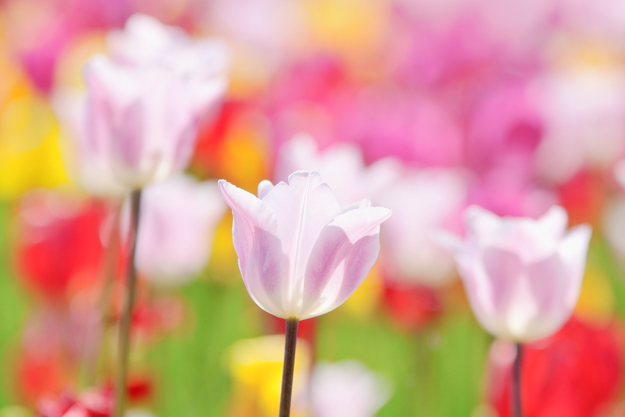 Sigma 70-200mm F2.8 EX DG OS HSM sample photo. Colors photography