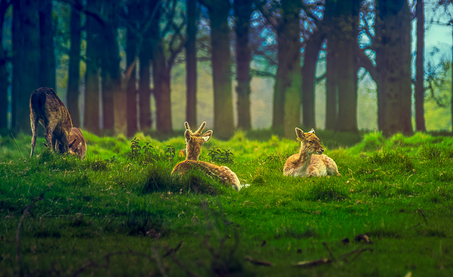 Sony 75-300mm F4.5-5.6 sample photo. Deers photography