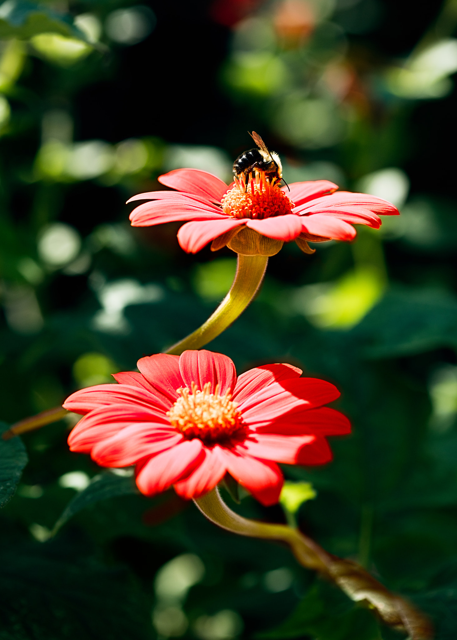 Canon EOS 5DS sample photo. Late summer worker photography