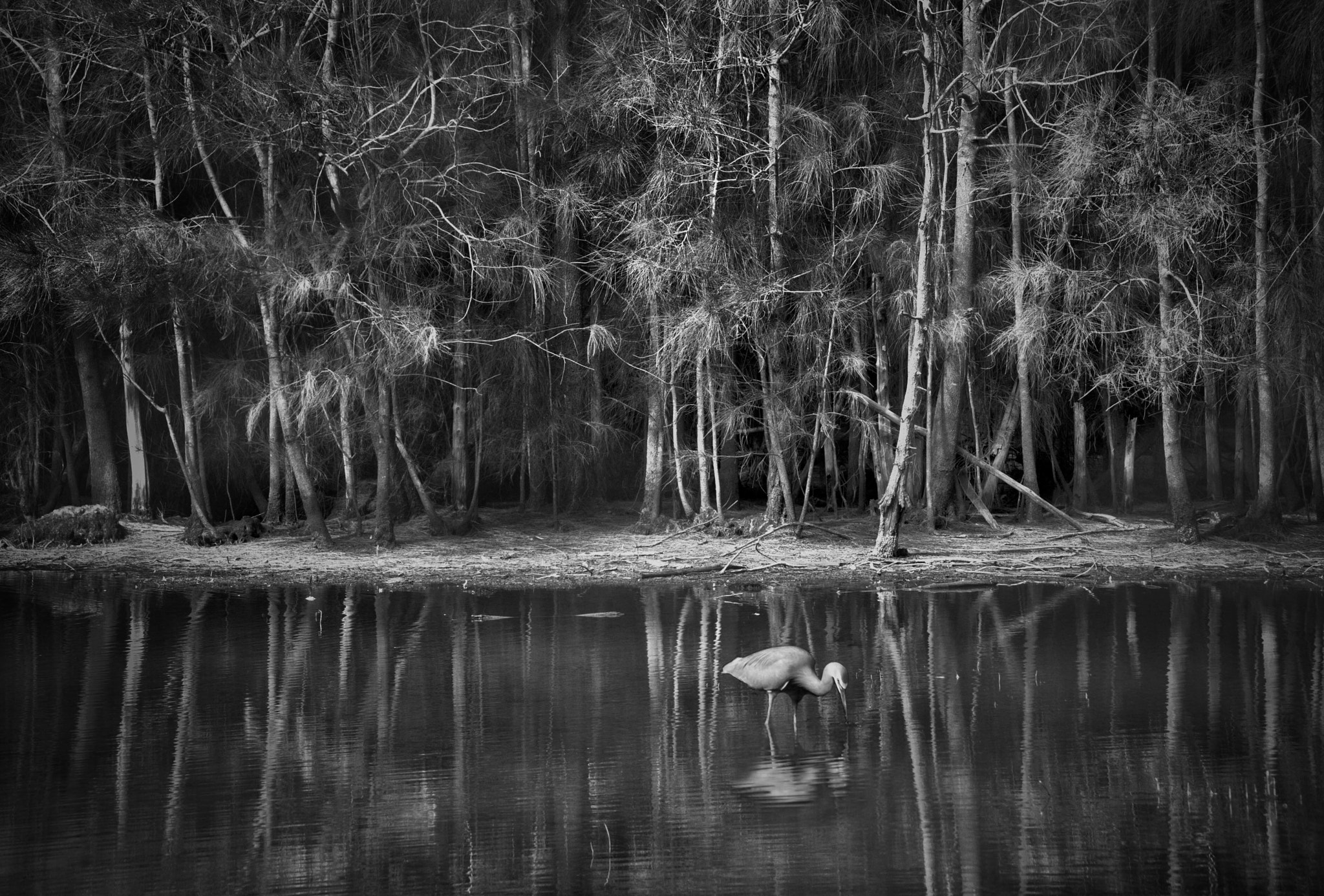 Fujifilm XF 100-400mm F4.5-5.6 R LM OIS WR sample photo. Wetland reserve photography