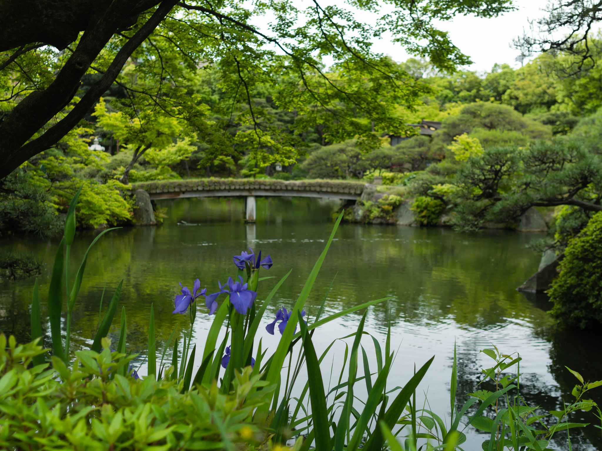 Olympus PEN E-PL6 + Sigma 19mm F2.8 DN Art sample photo. 相楽園 photography