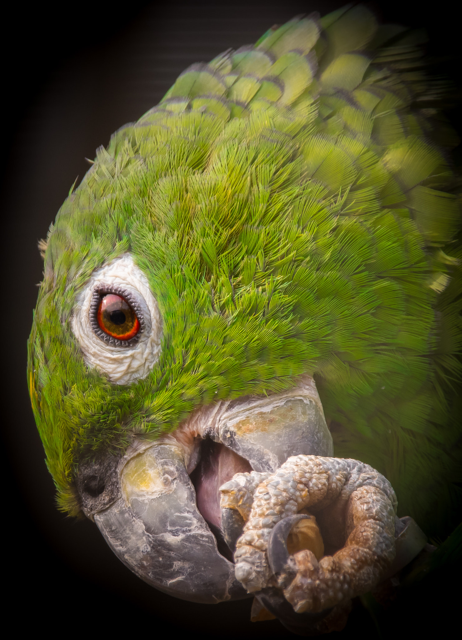 Pentax K-3 sample photo. Parrot photography