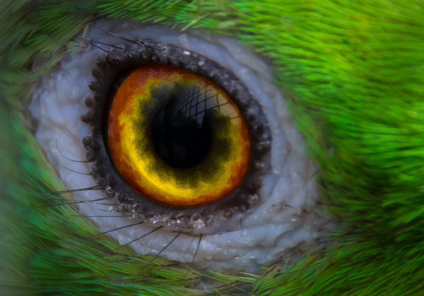 Sigma 18-250mm F3.5-6.3 DC Macro OS HSM sample photo. Eye photography