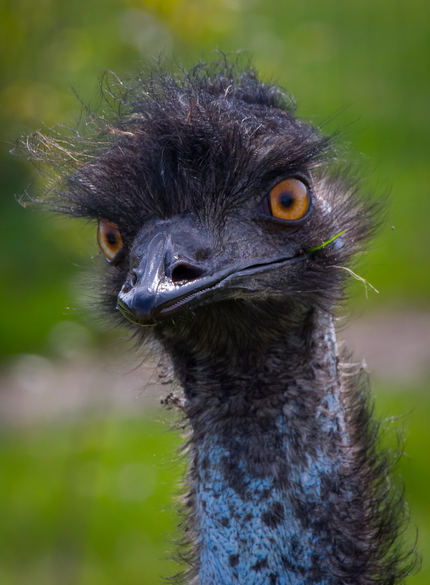 Sigma 18-250mm F3.5-6.3 DC Macro OS HSM sample photo. Bad hair day photography