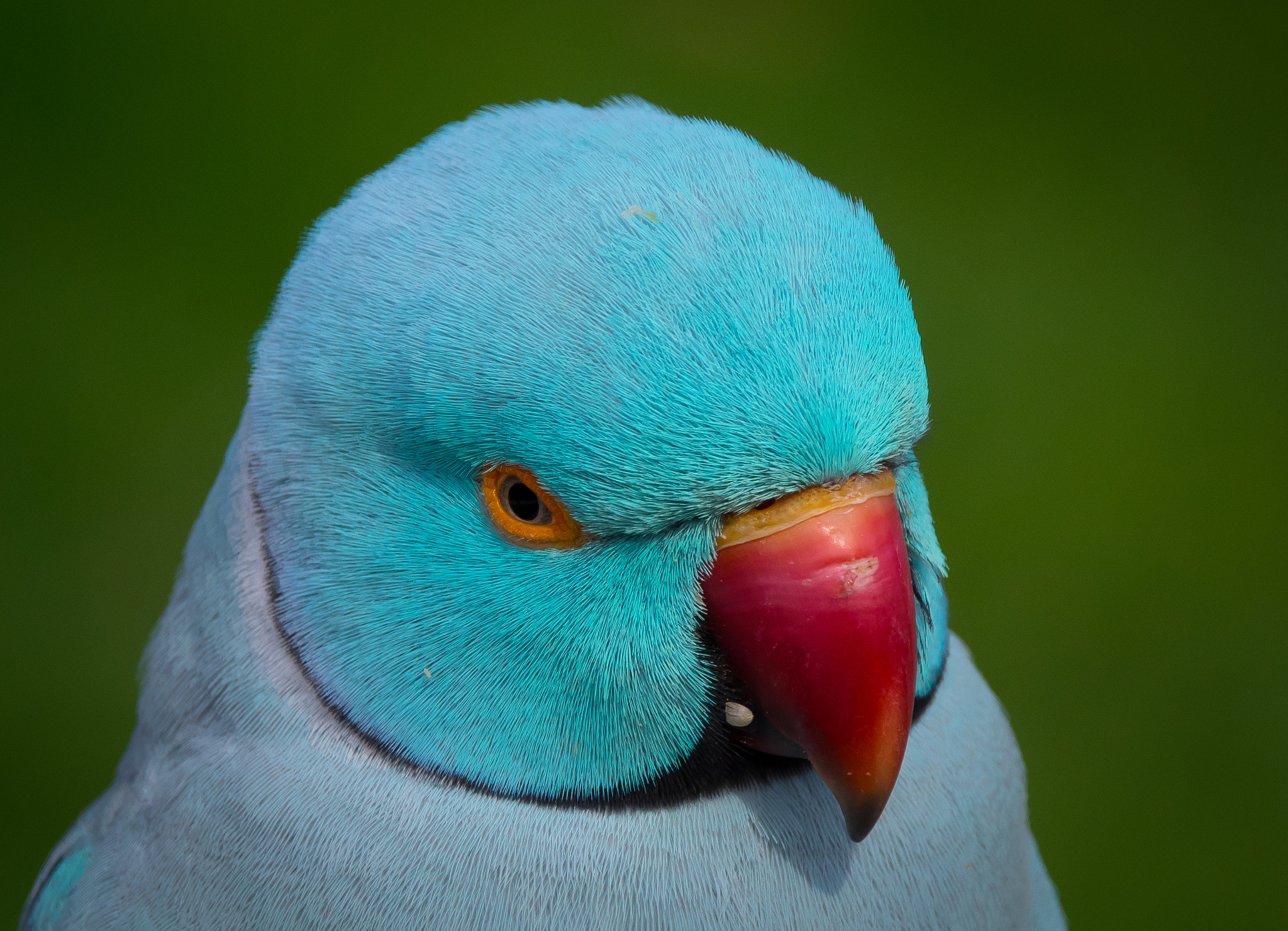 Pentax K-3 sample photo. Blue indian ringneck 1 photography