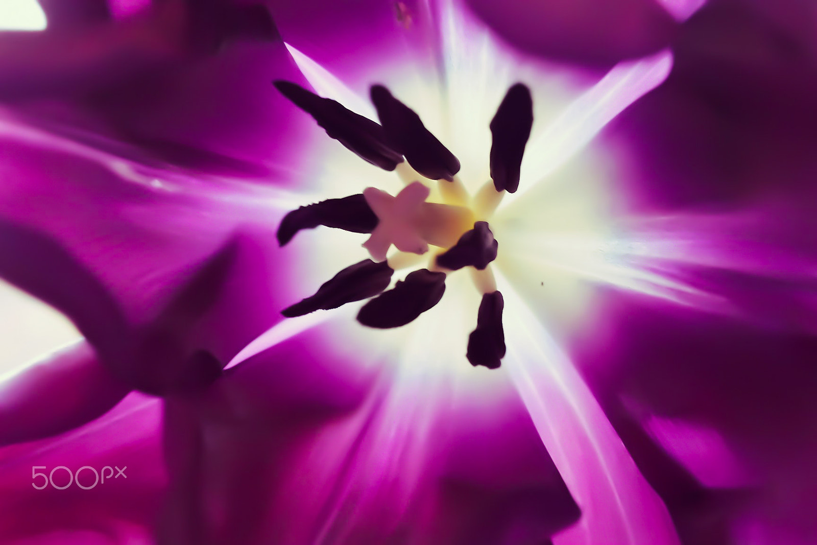 NX-M 9mm F3.5 sample photo. Purple tulip photography